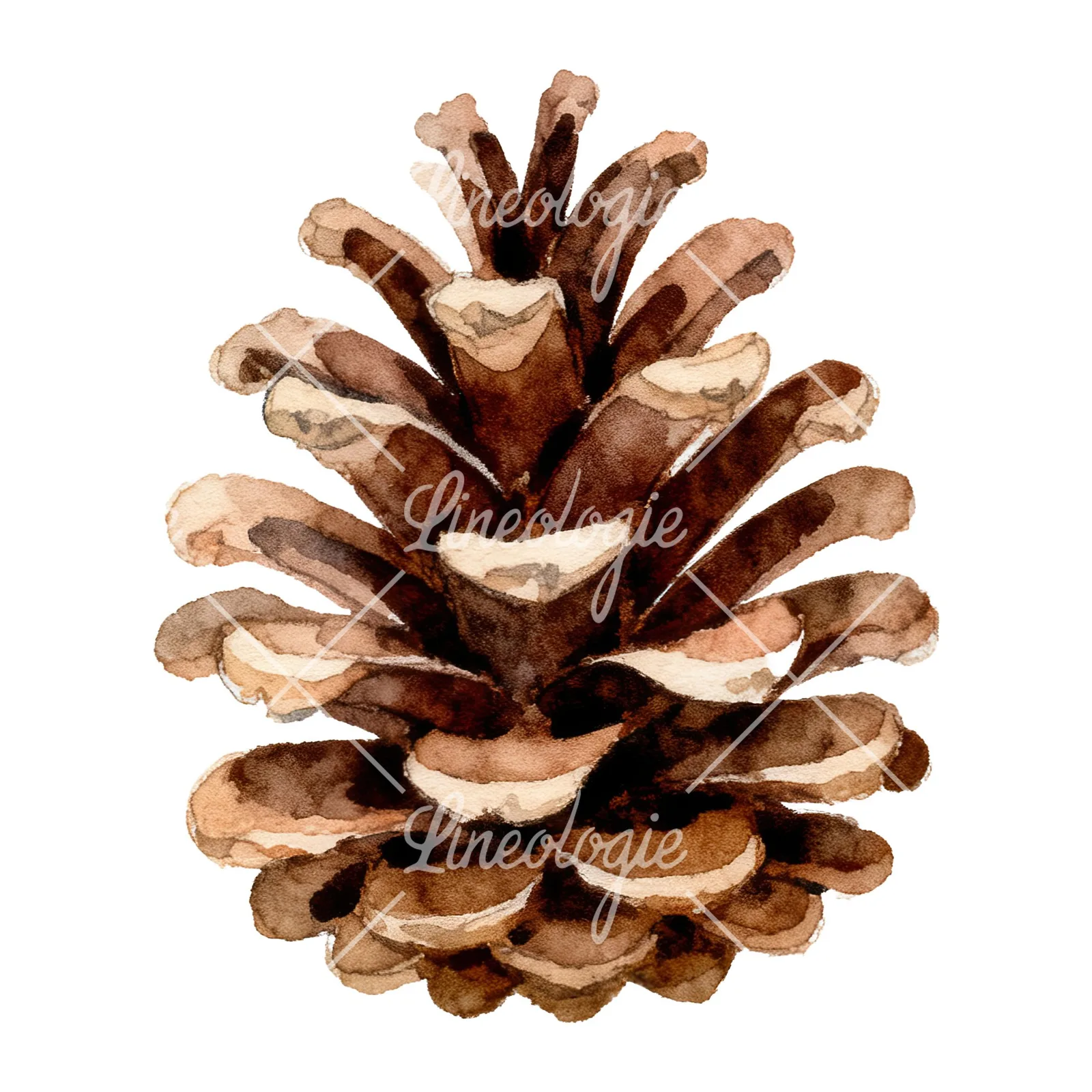 Watercolor brown pine cone clipart 6 of 9 on a white background (JPG)