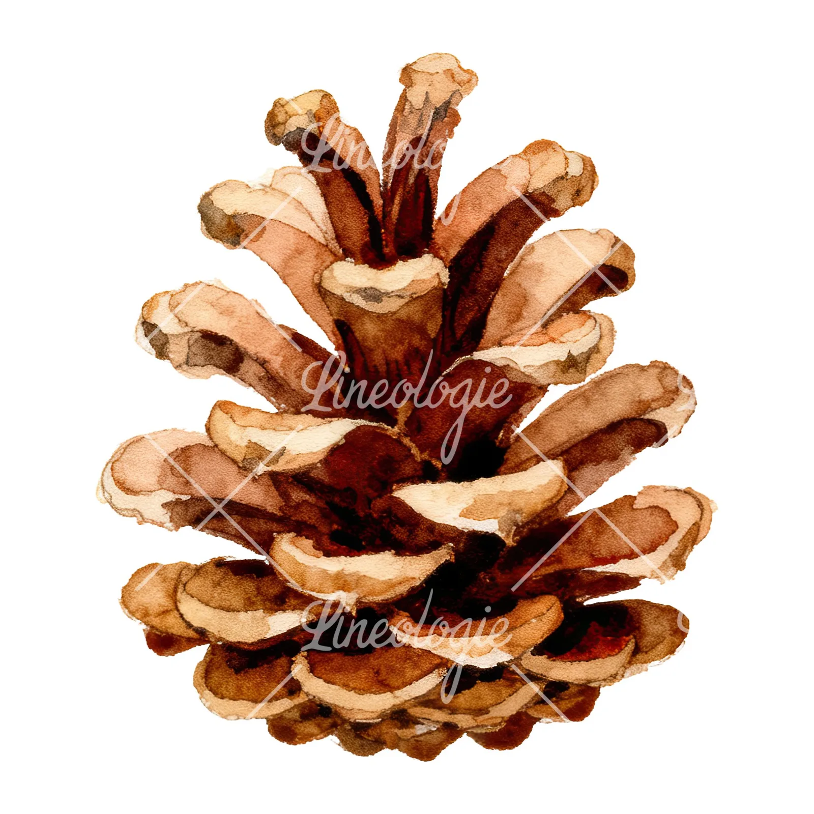 Watercolor brown pine cone clipart 7 of 9 on a white background (JPG)