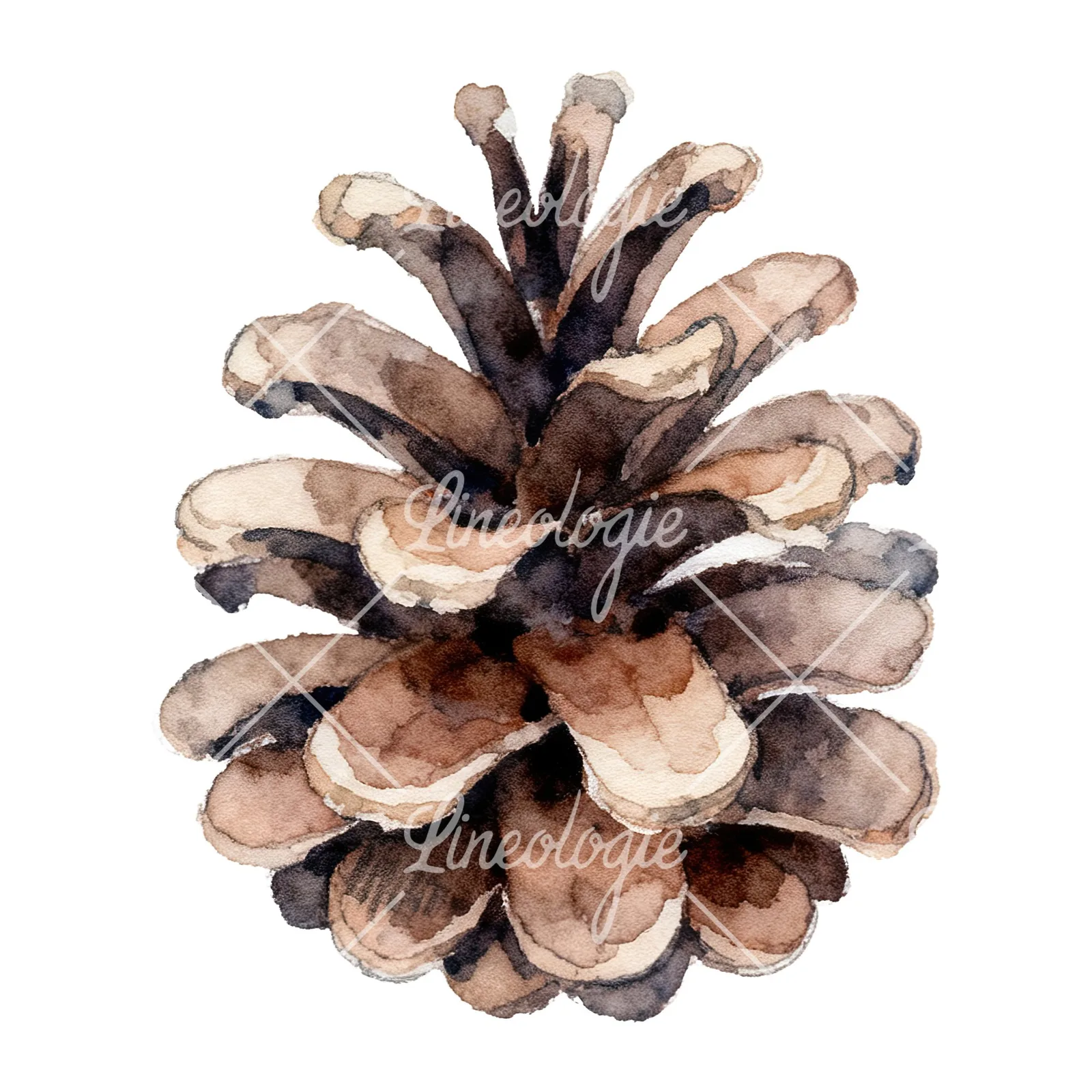 Watercolor brown pine cone clipart 9 of 9 on a white background (JPG)
