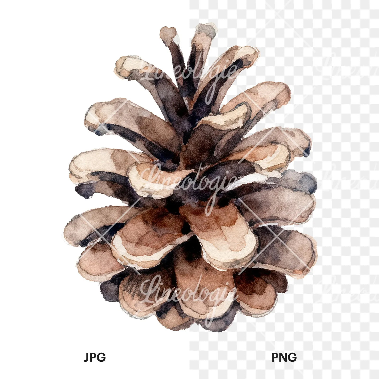 Watercolor brown pine cone clipart 9 of 9, as a JPG on white and a transparent PNG