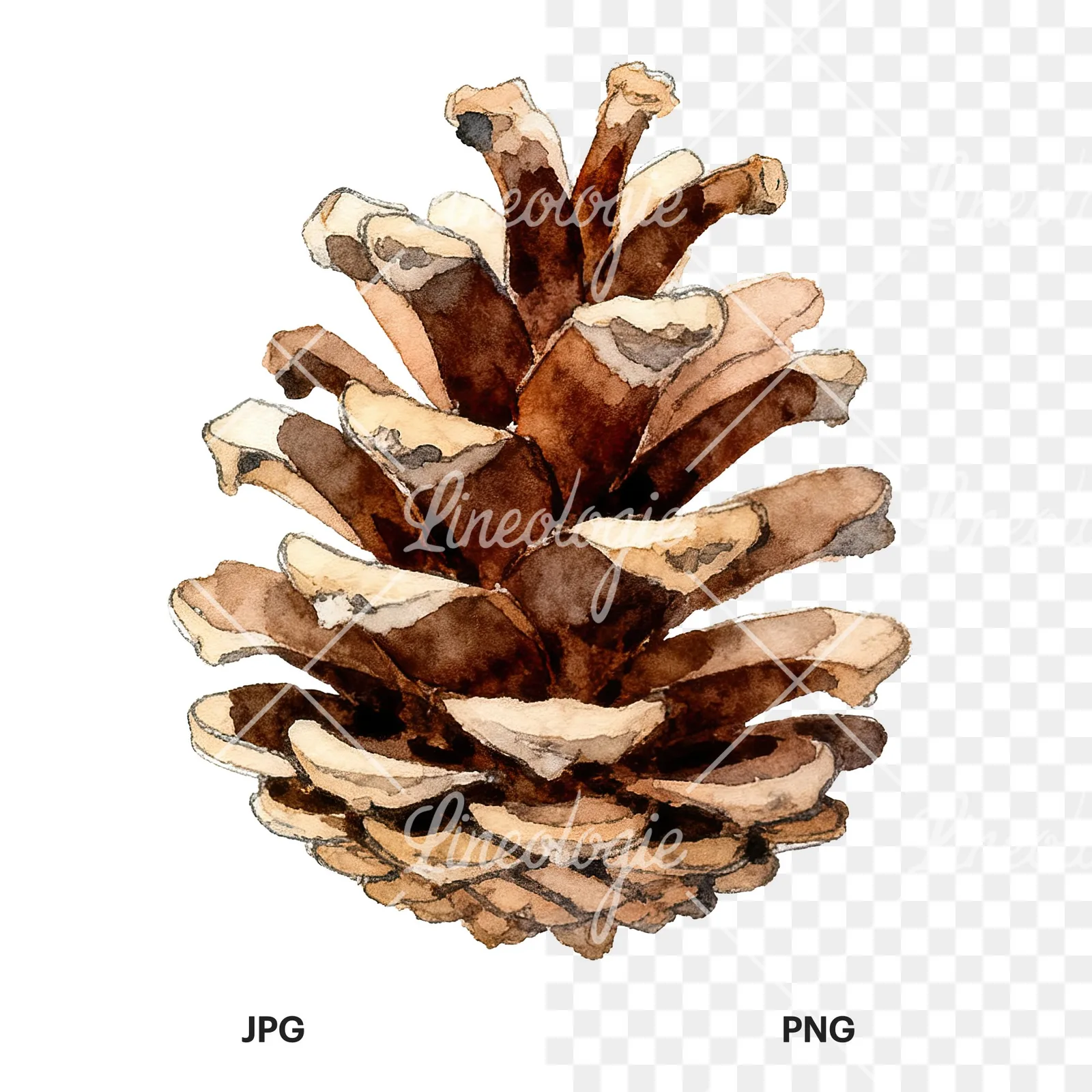 Watercolor brown and tan pinecone clipart 1 of 9, as a JPG on white and a transparent PNG