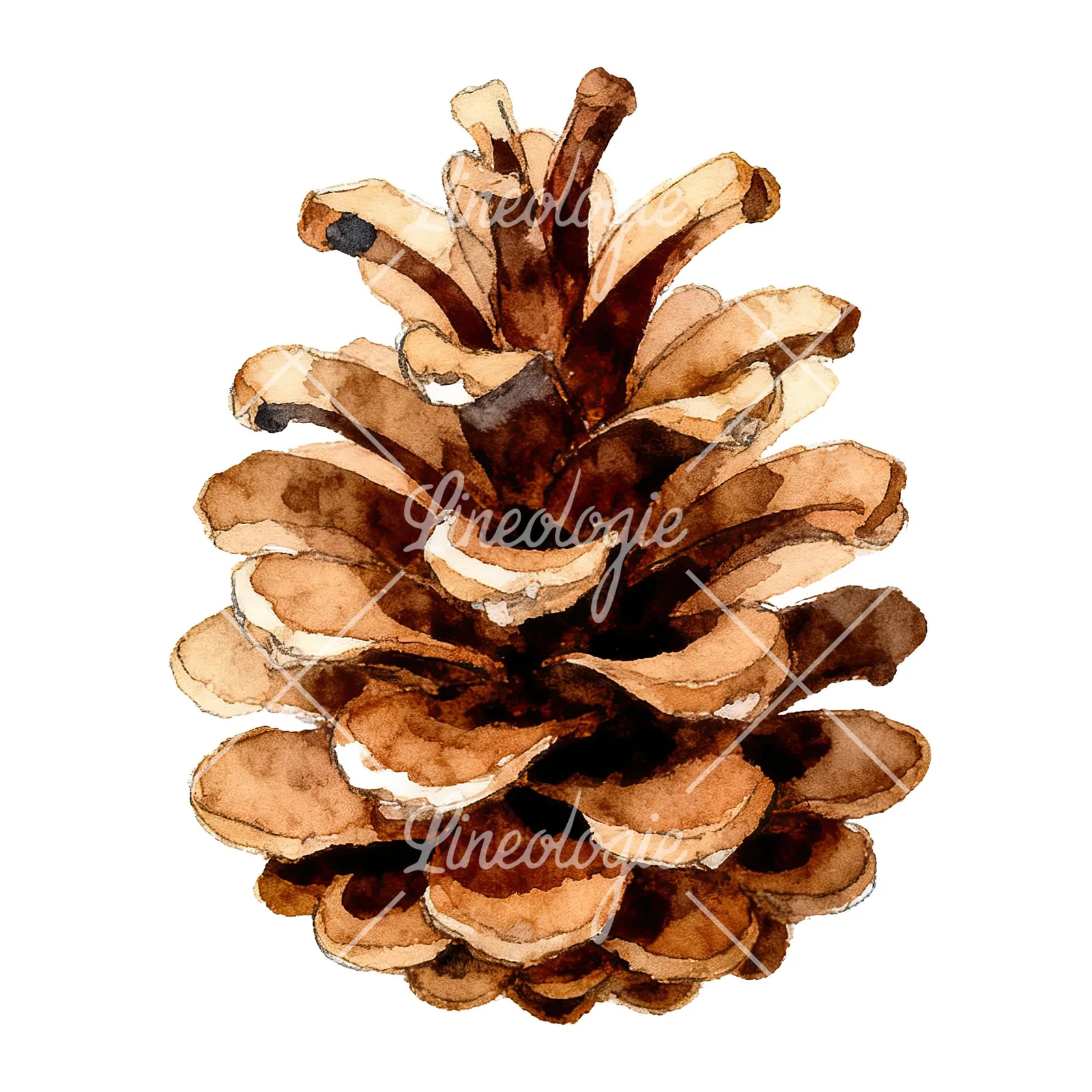 Watercolor brown and tan pinecone clipart 3 of 9 on a white background (JPG)