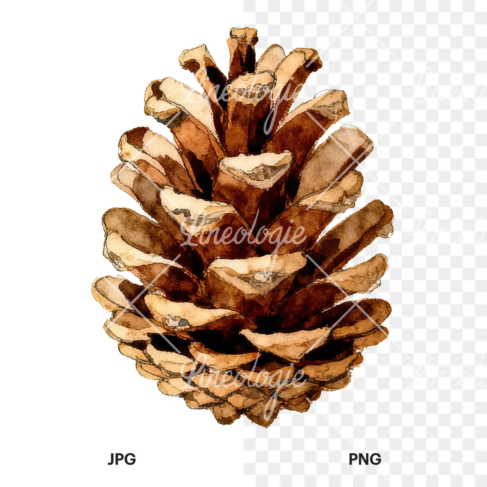 Watercolor brown and tan pinecone clipart 4 of 9, as a JPG on white and a transparent PNG