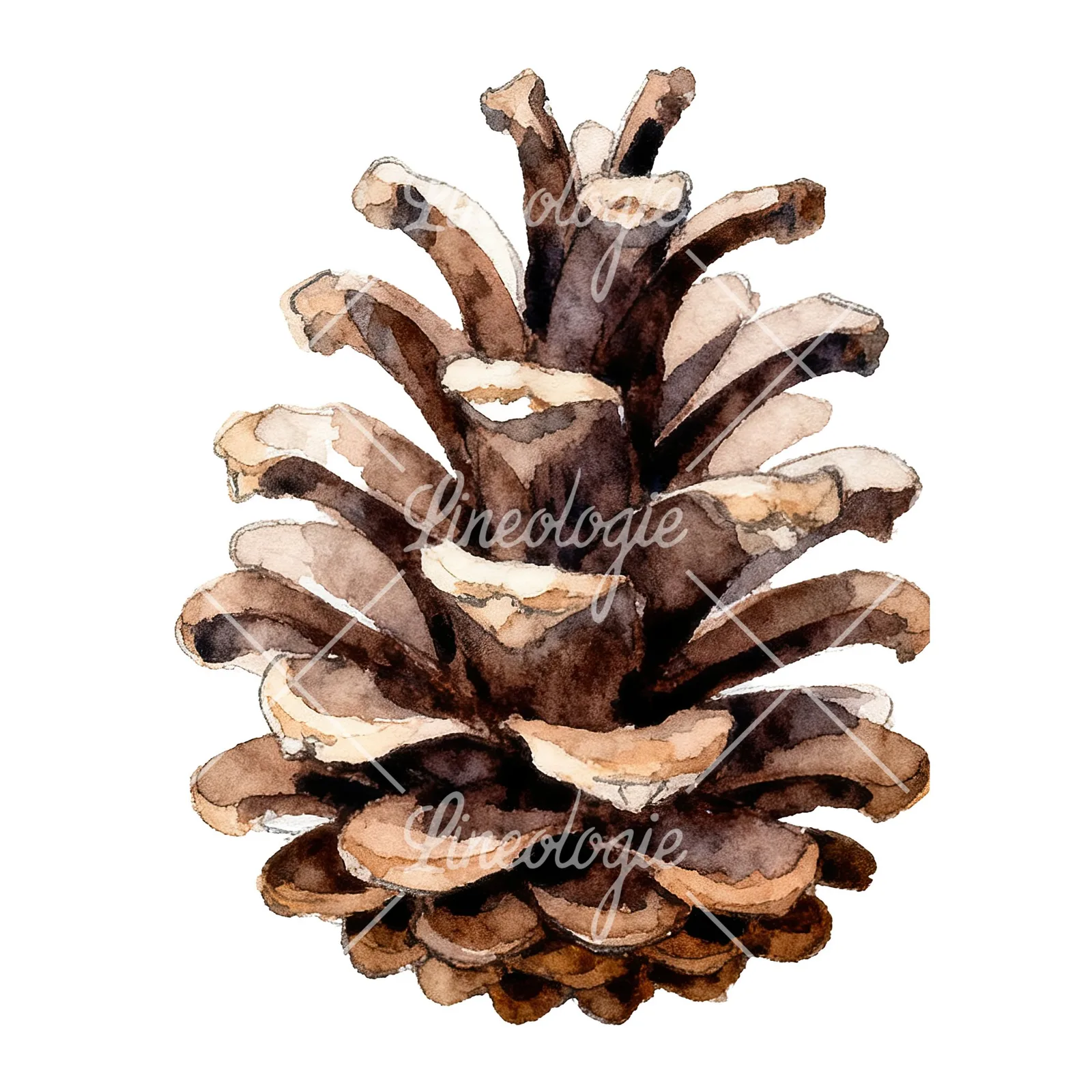 Watercolor brown and tan pinecone clipart 6 of 9 on a white background (JPG)