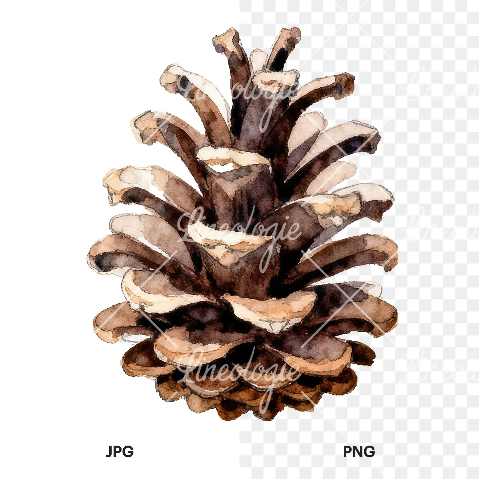 Watercolor brown and tan pinecone clipart 6 of 9, as a JPG on white and a transparent PNG