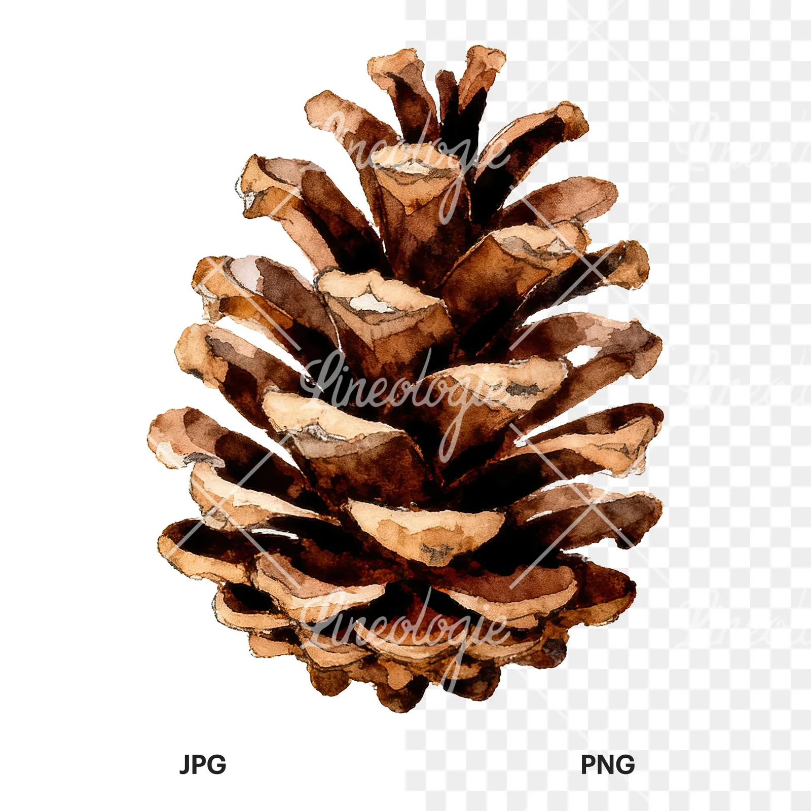 Watercolor brown and tan pinecone clipart 8 of 9, as a JPG on white and a transparent PNG