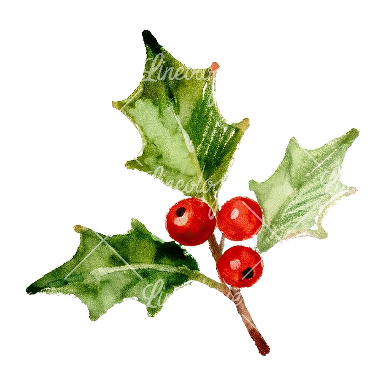 Watercolor holly and berries clipart 2 of 9 on a white background (JPG)