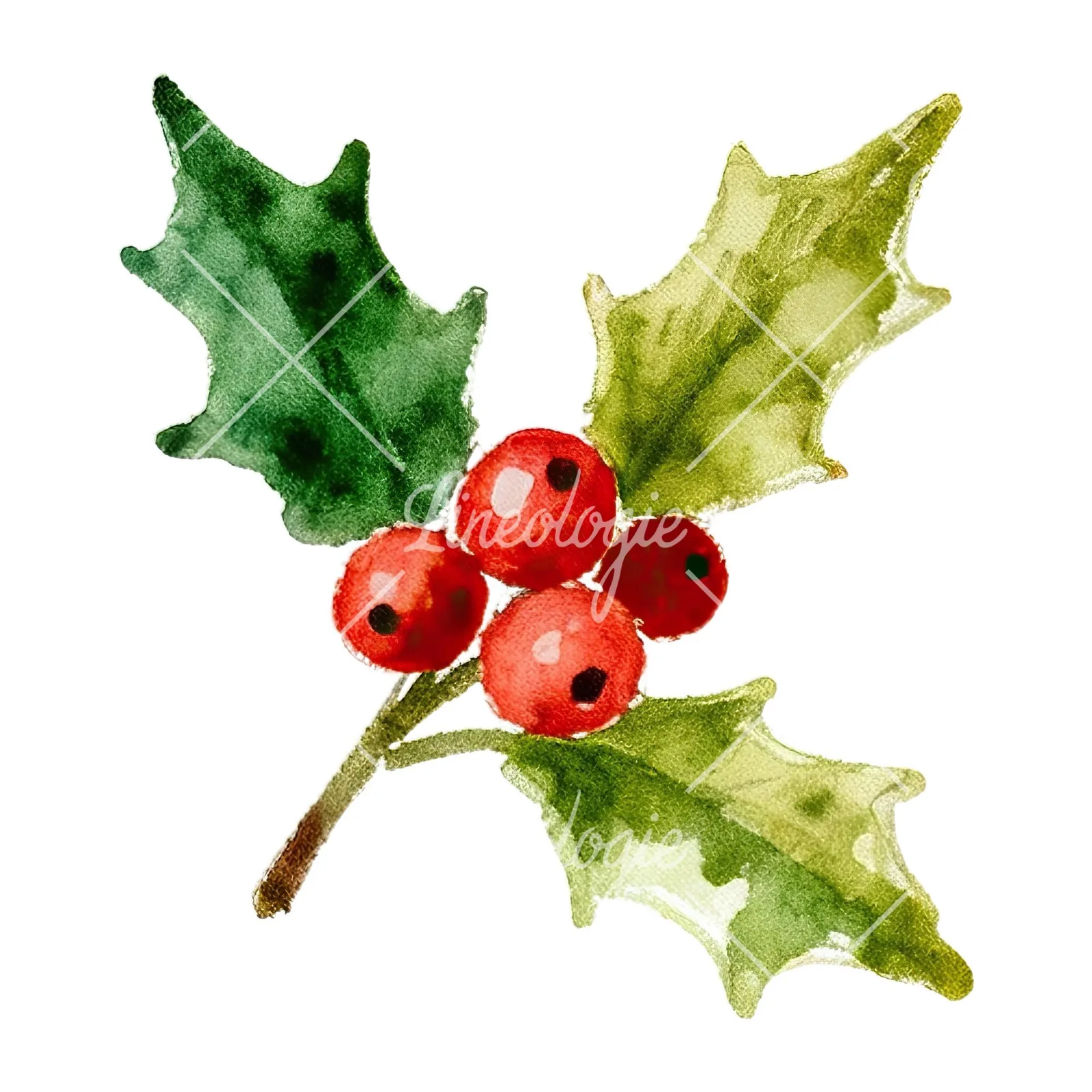Watercolor holly and berries clipart 4 of 9 on a white background (JPG)