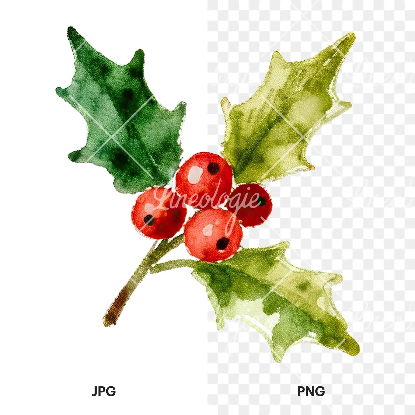 Watercolor holly and berries clipart 4 of 9, as a JPG on white and a transparent PNG