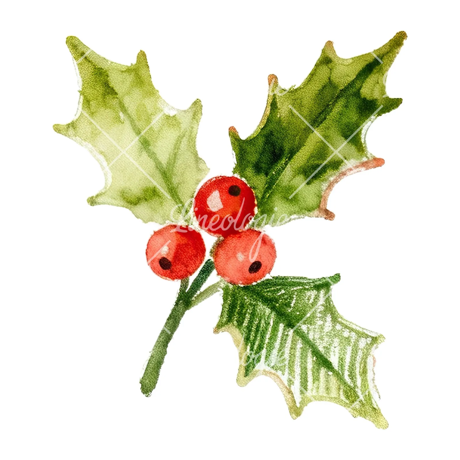 Watercolor holly and berries clipart 6 of 9 on a white background (JPG)