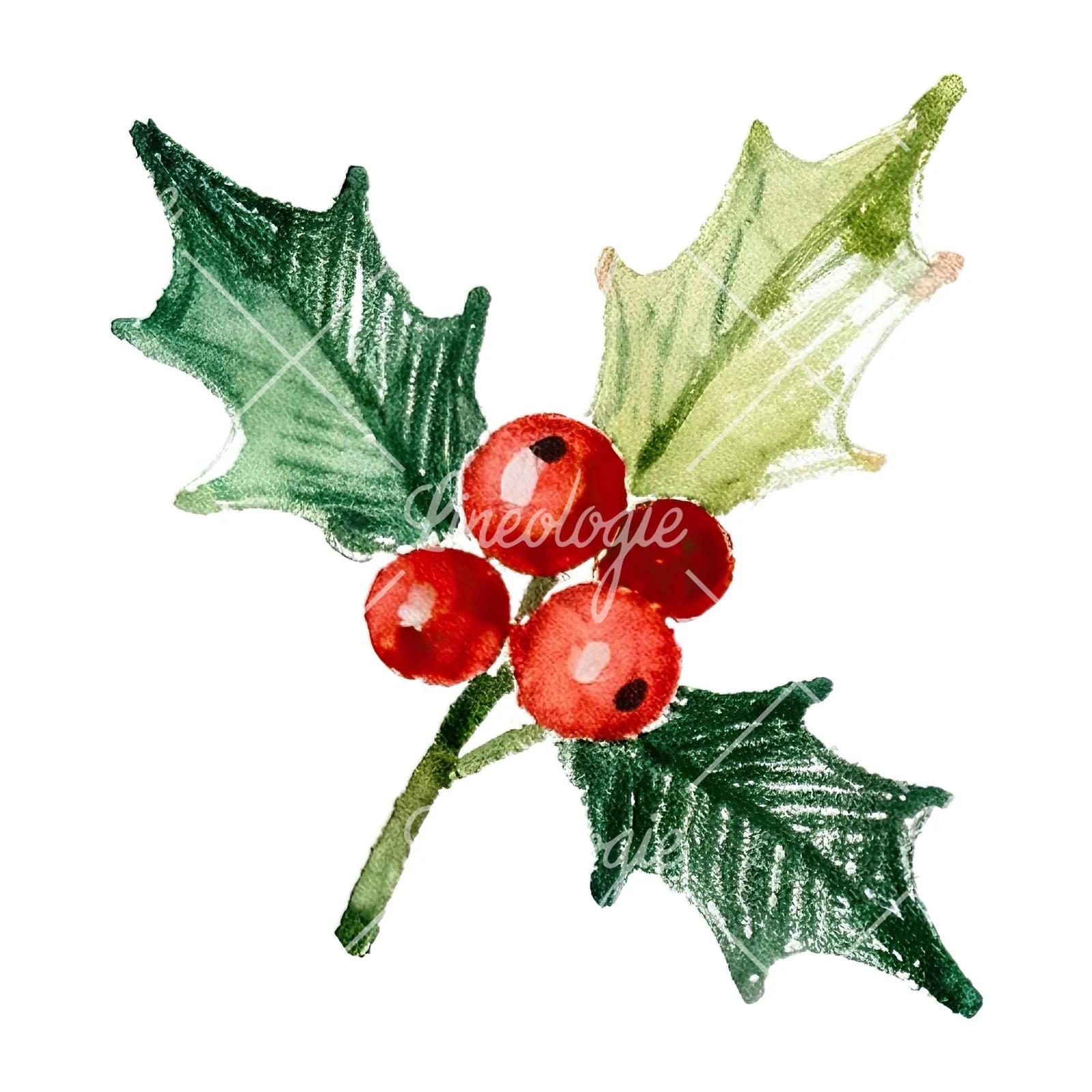 Watercolor holly and berries clipart 7 of 9 on a white background (JPG)