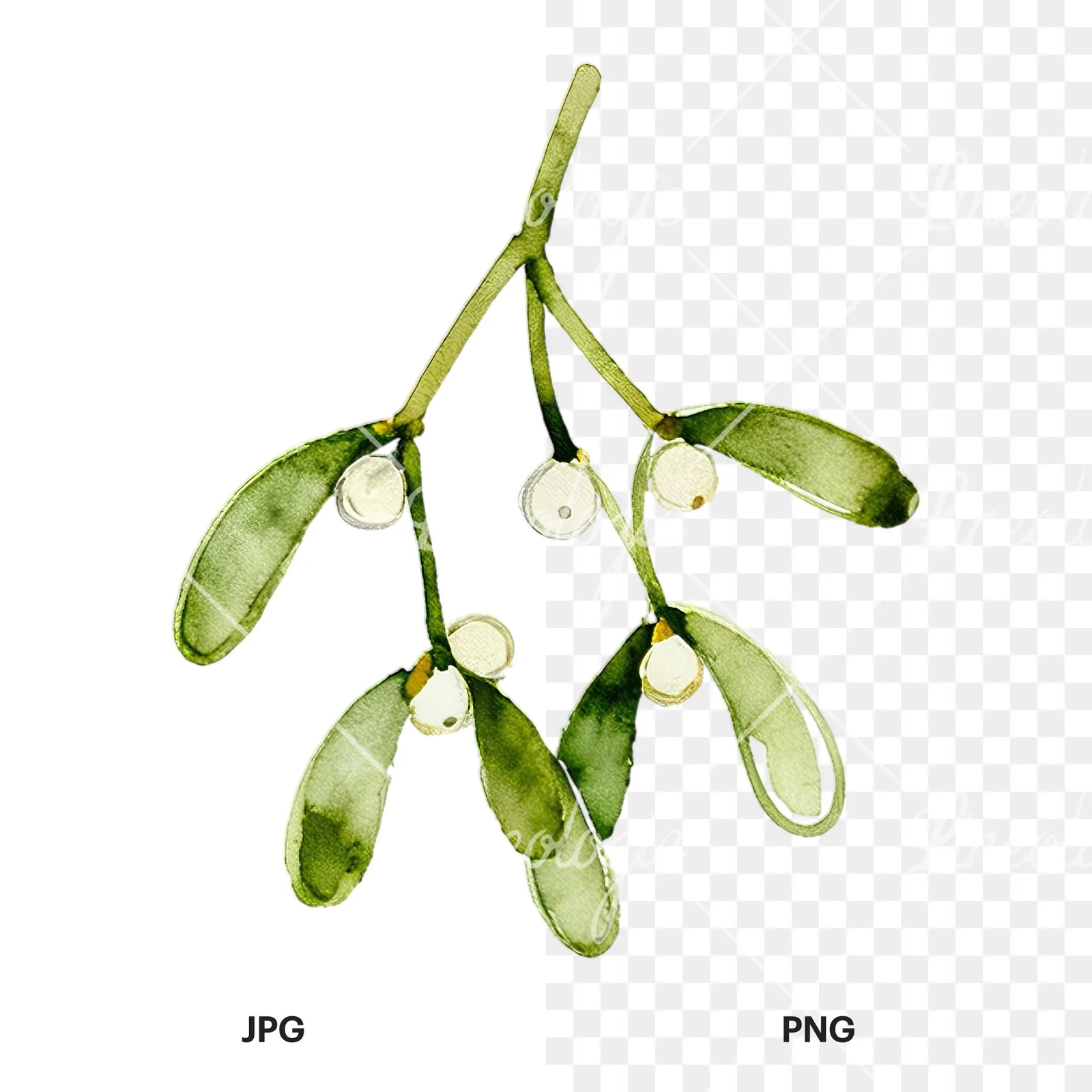 Watercolor mistletoe branch clipart 1 of 9, as a JPG on white and a transparent PNG