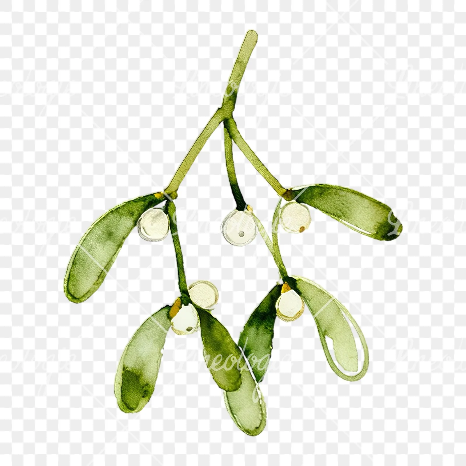 Watercolor mistletoe branch clipart 1 of 9 on a transparent background (PNG)