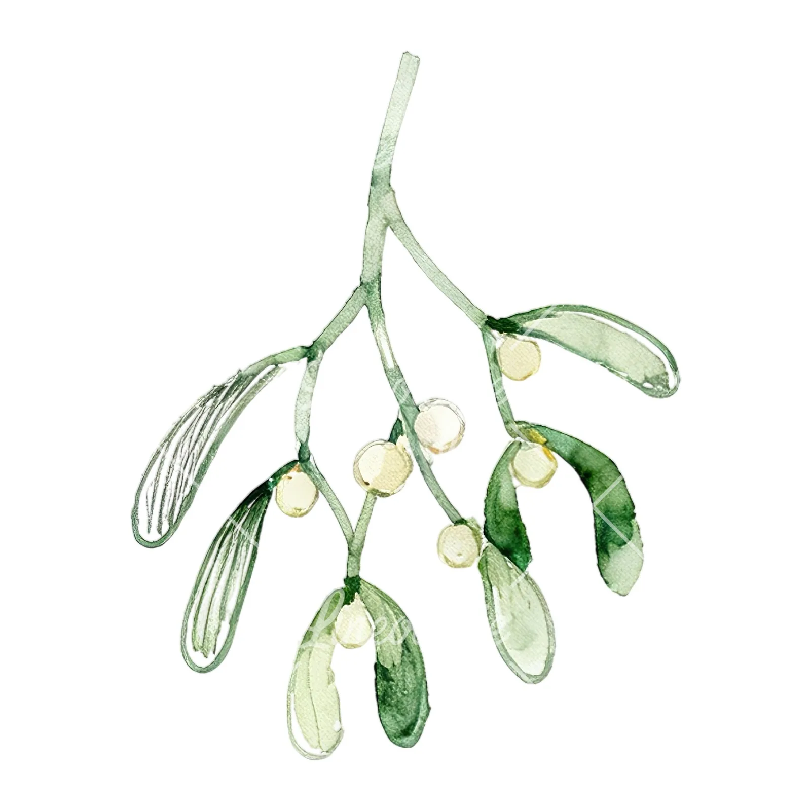 Watercolor mistletoe branch clipart 2 of 9 on a white background (JPG)