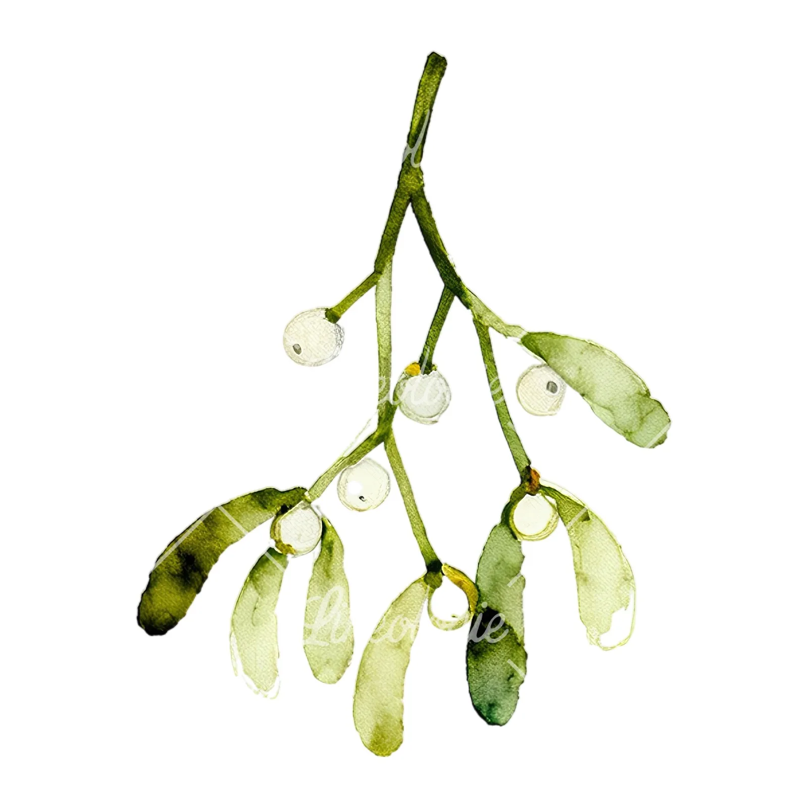 Watercolor mistletoe branch clipart 3 of 9 on a white background (JPG)