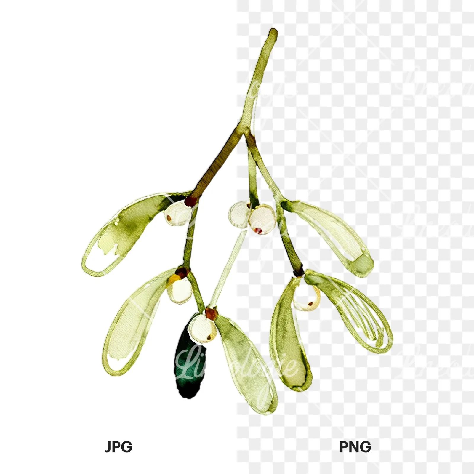Watercolor mistletoe branch clipart 4 of 9, as a JPG on white and a transparent PNG