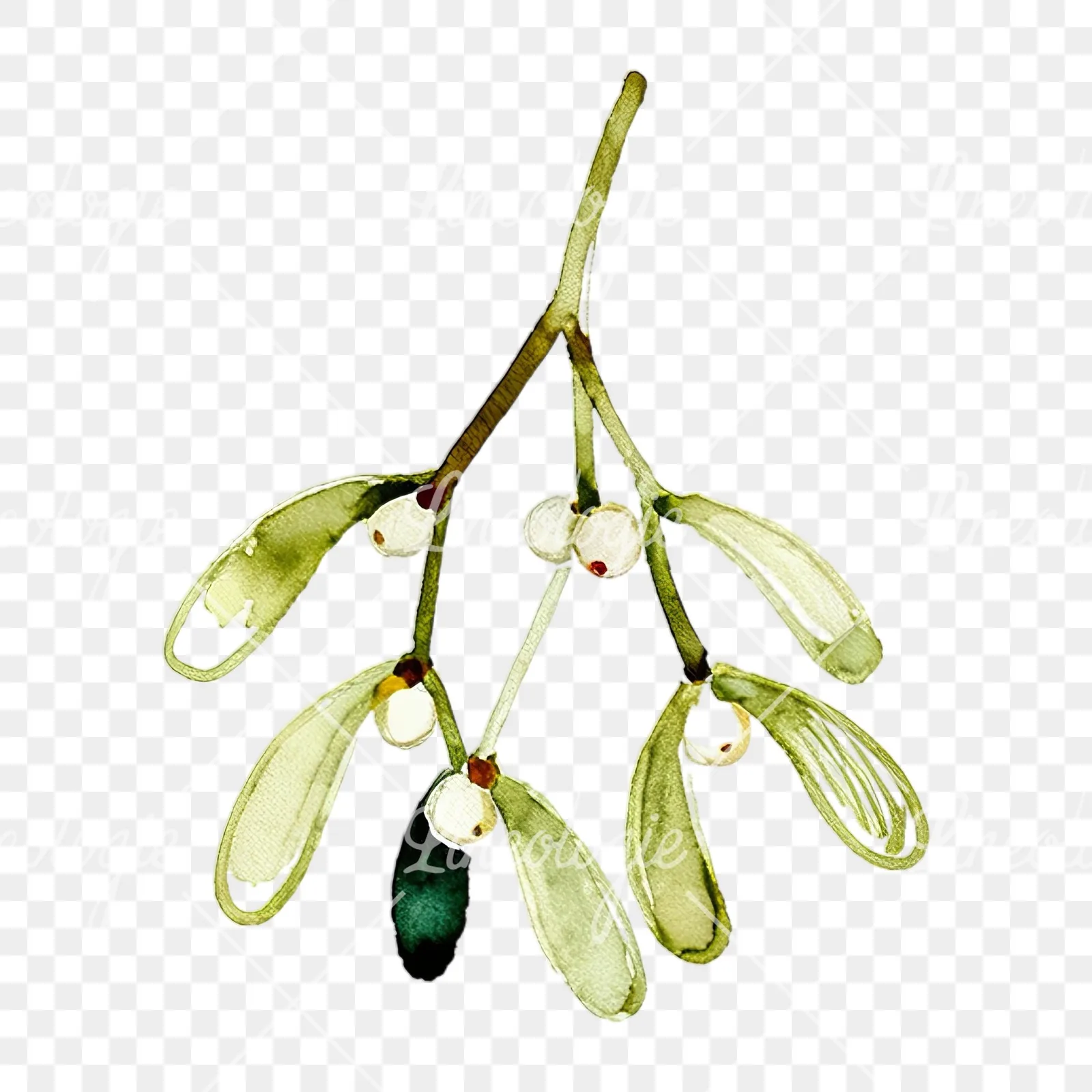 Watercolor mistletoe branch clipart 4 of 9 on a transparent background (PNG)