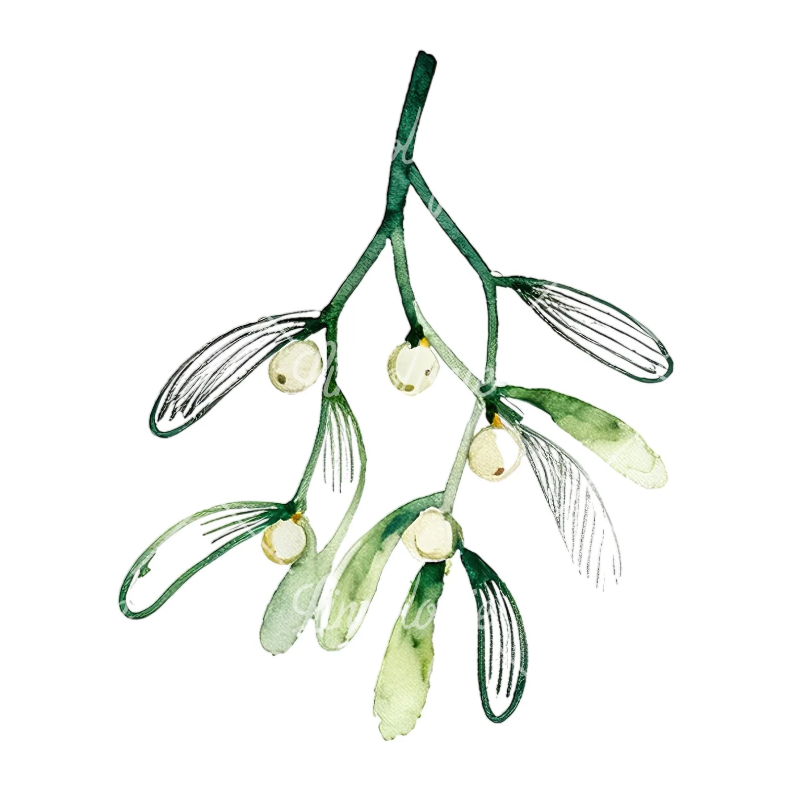 Watercolor mistletoe branch clipart 5 of 9 on a white background (JPG)