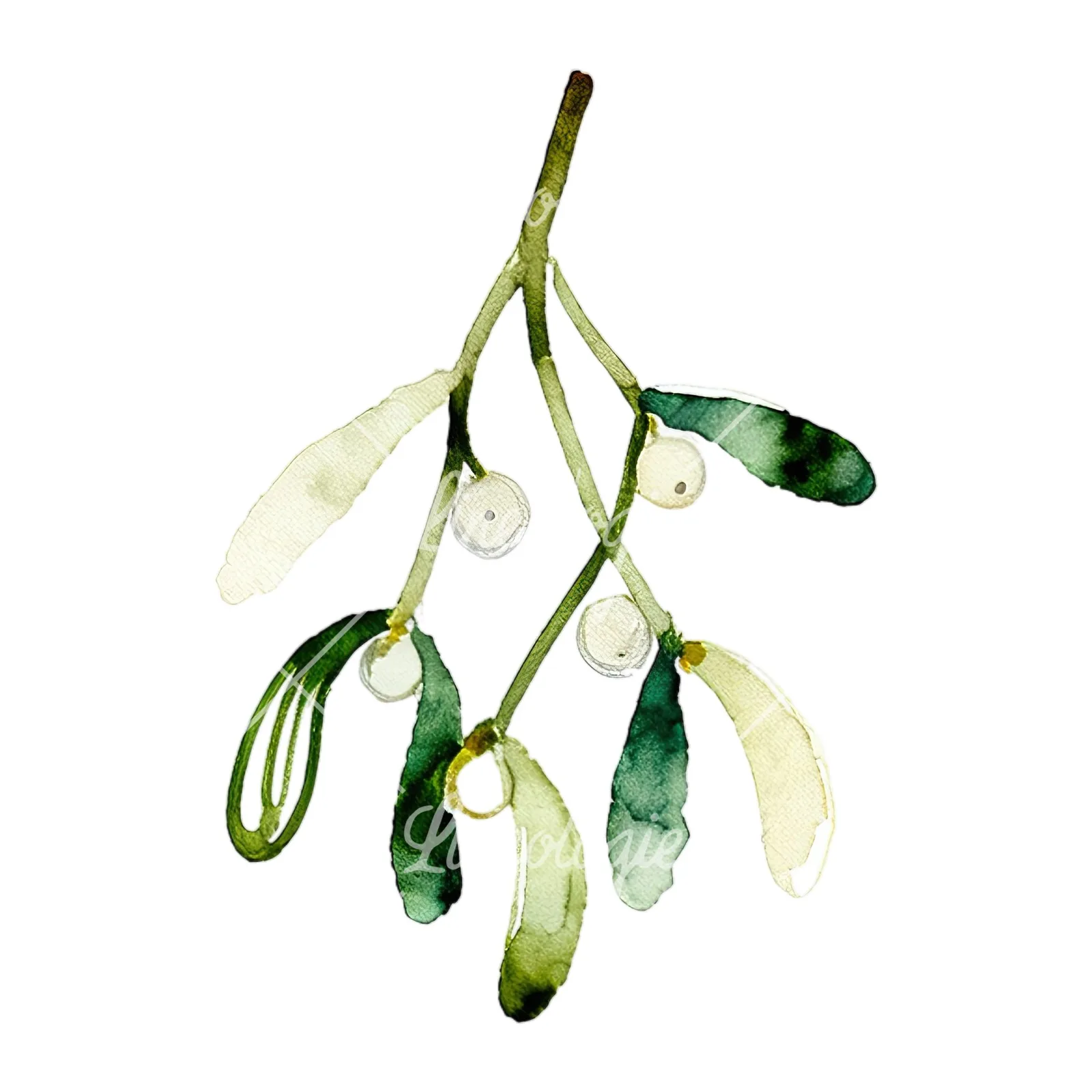 Watercolor mistletoe branch clipart 6 of 9 on a white background (JPG)