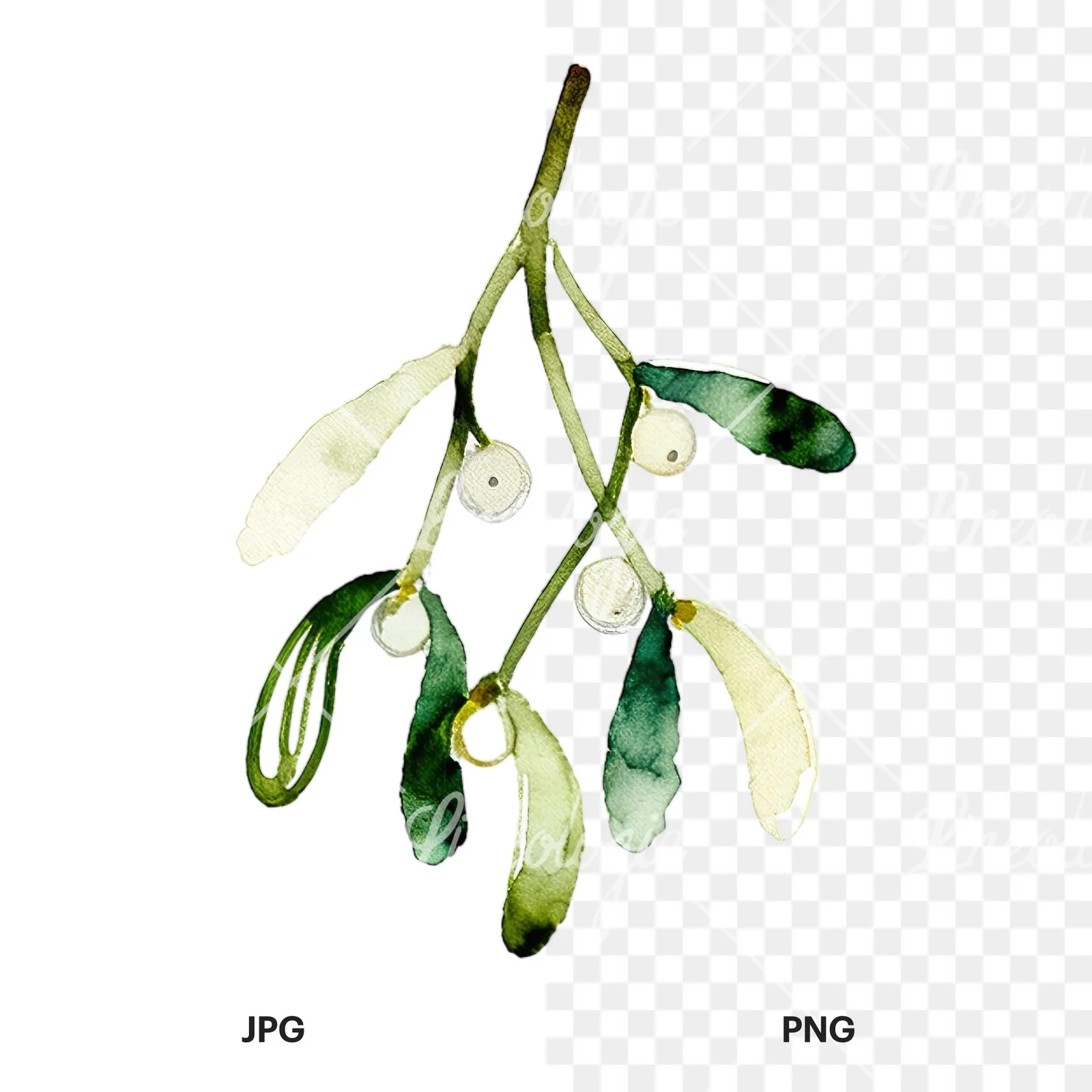 Watercolor mistletoe branch clipart 6 of 9, as a JPG on white and a transparent PNG