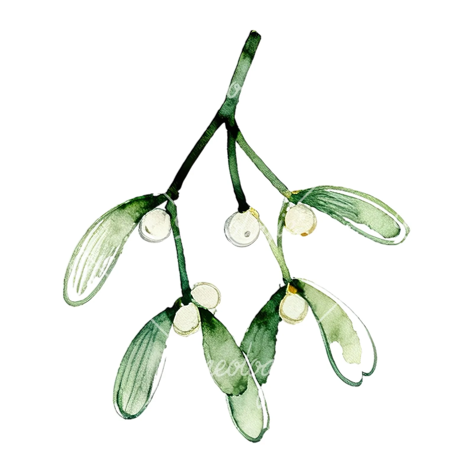 Watercolor mistletoe branch clipart 7 of 9 on a white background (JPG)