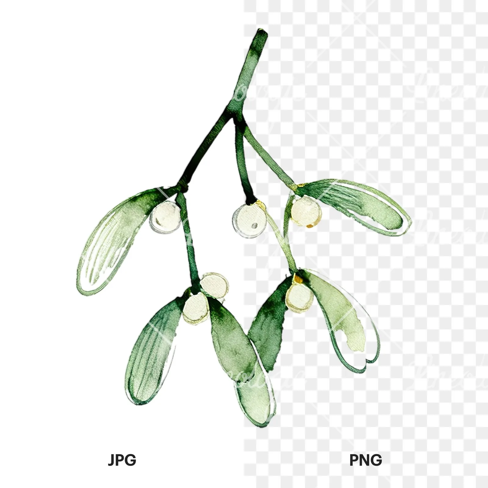 Watercolor mistletoe branch clipart 7 of 9, as a JPG on white and a transparent PNG