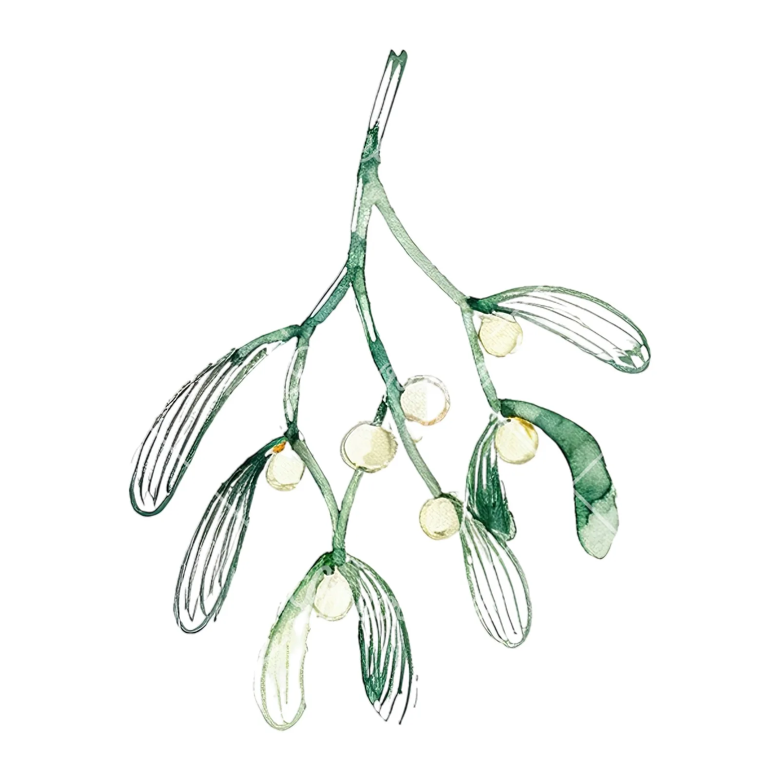 Watercolor mistletoe branch clipart 8 of 9 on a white background (JPG)