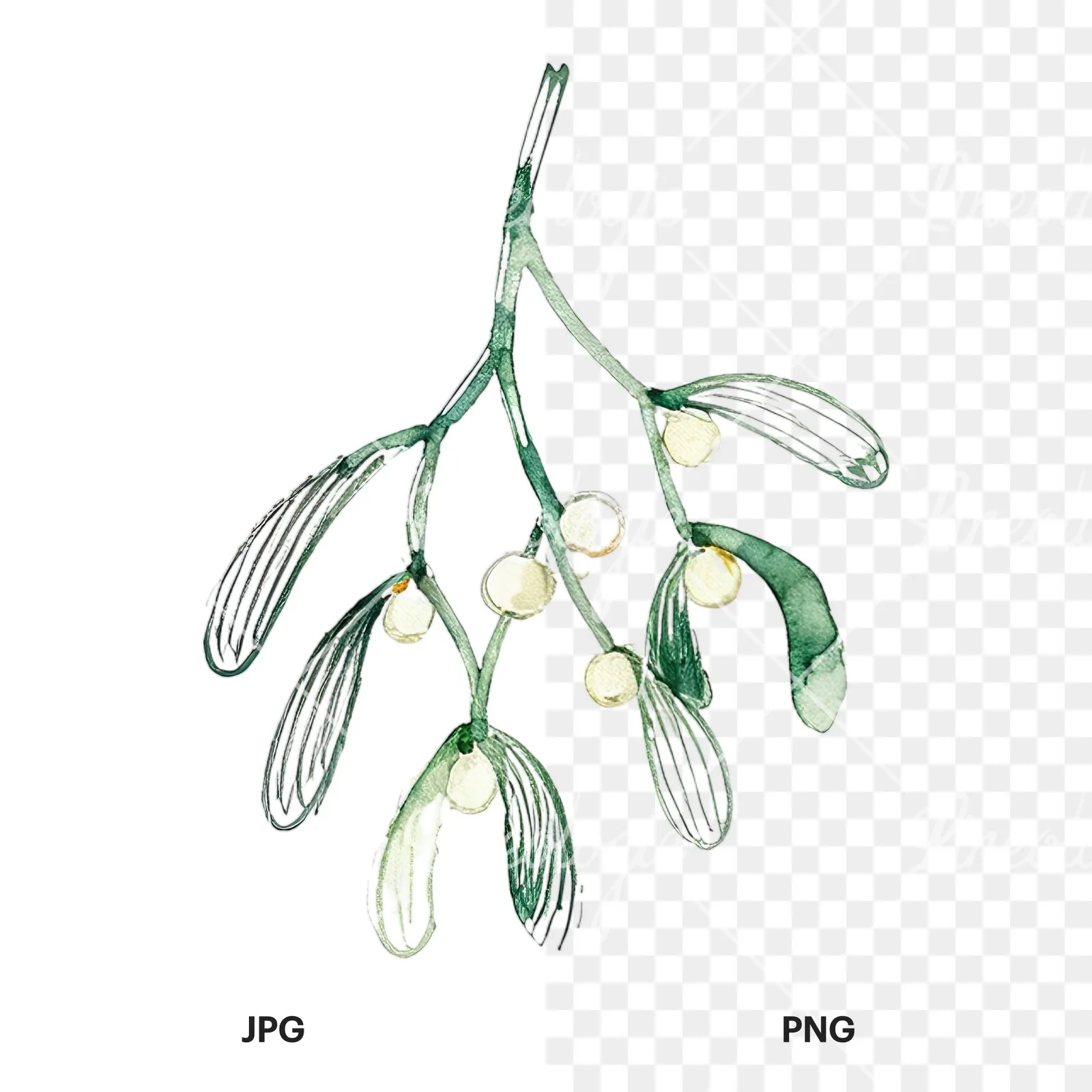 Watercolor mistletoe branch clipart 8 of 9, as a JPG on white and a transparent PNG