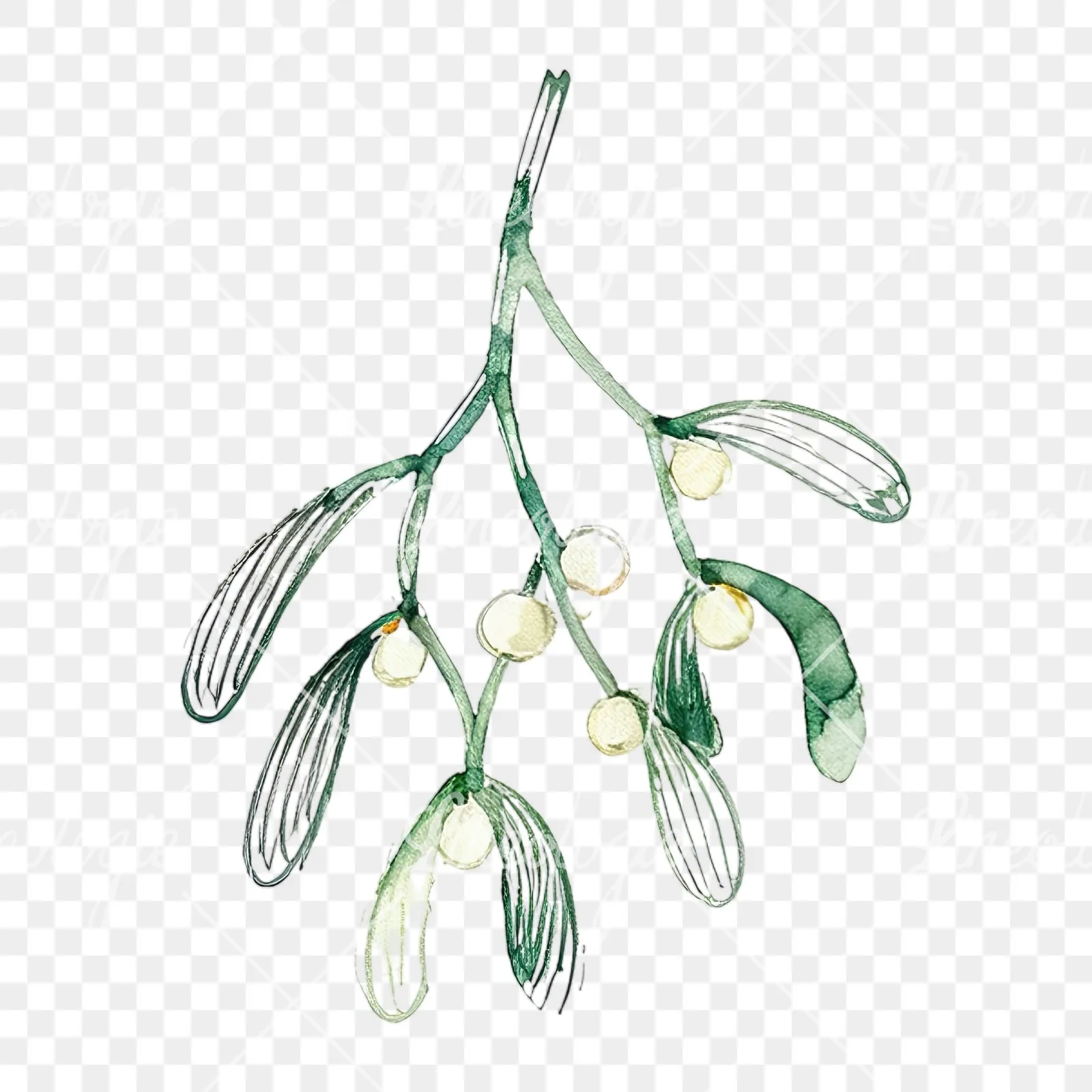 Watercolor mistletoe branch clipart 8 of 9 on a transparent background (PNG)