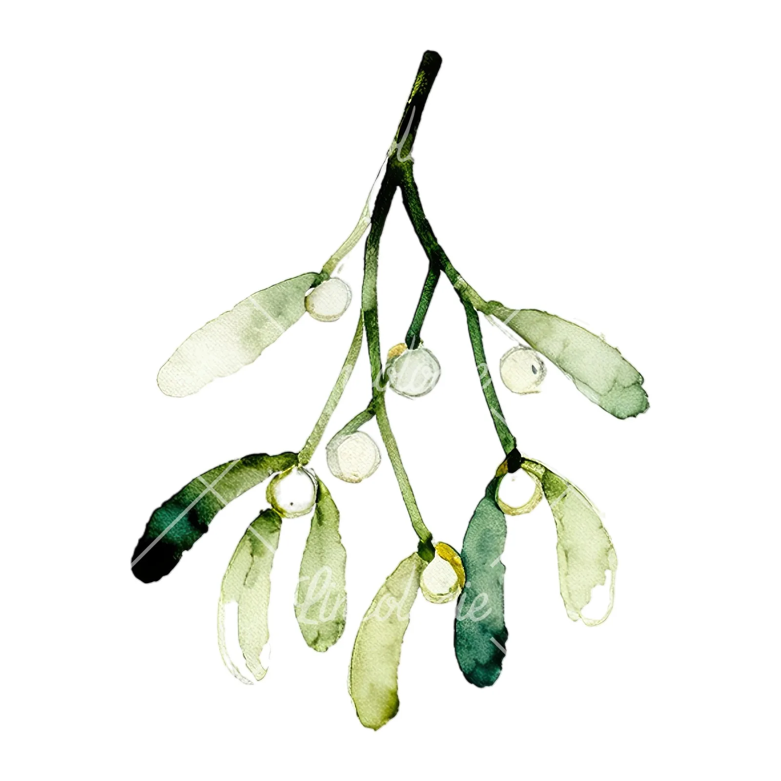 Watercolor mistletoe branch clipart 9 of 9 on a white background (JPG)
