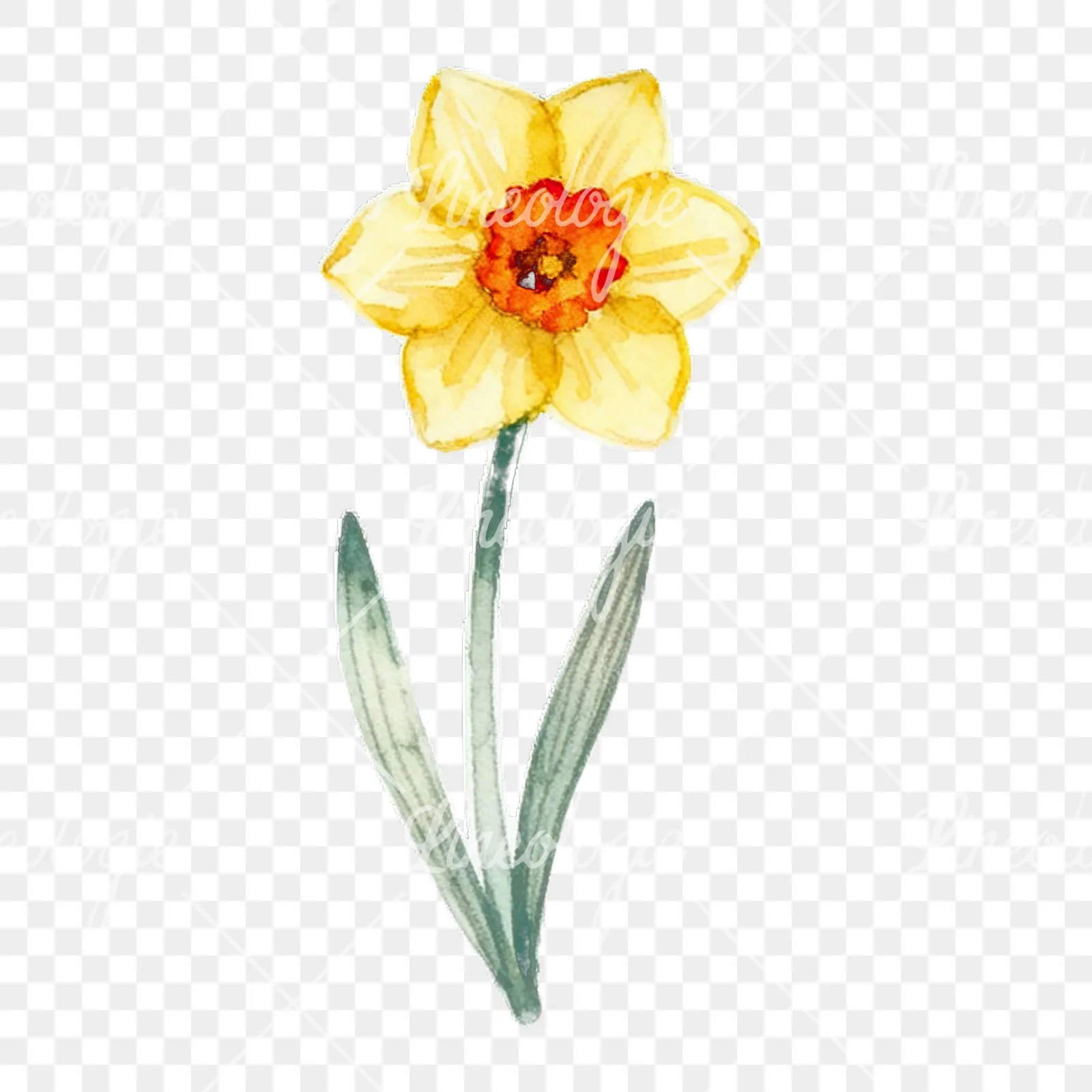 Watercolor spring flower bunch clipart 1 of 10 on a transparent background (PNG)