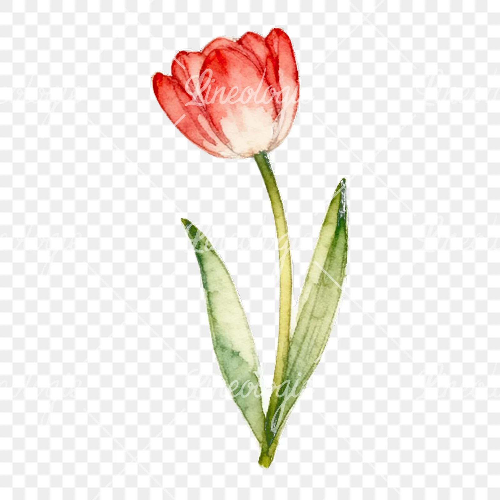Watercolor spring flower bunch clipart 4 of 10 on a transparent background (PNG)