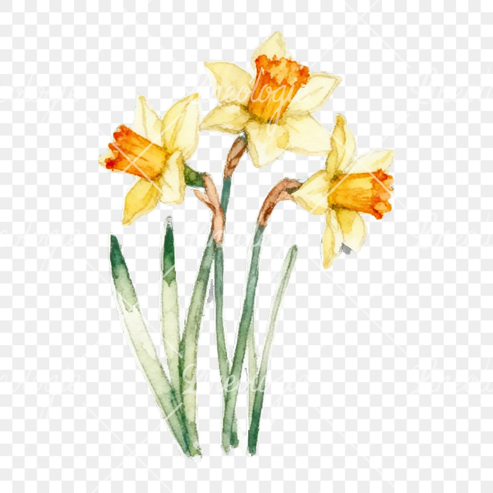 Watercolor spring flower bunch clipart 5 of 10 on a transparent background (PNG)