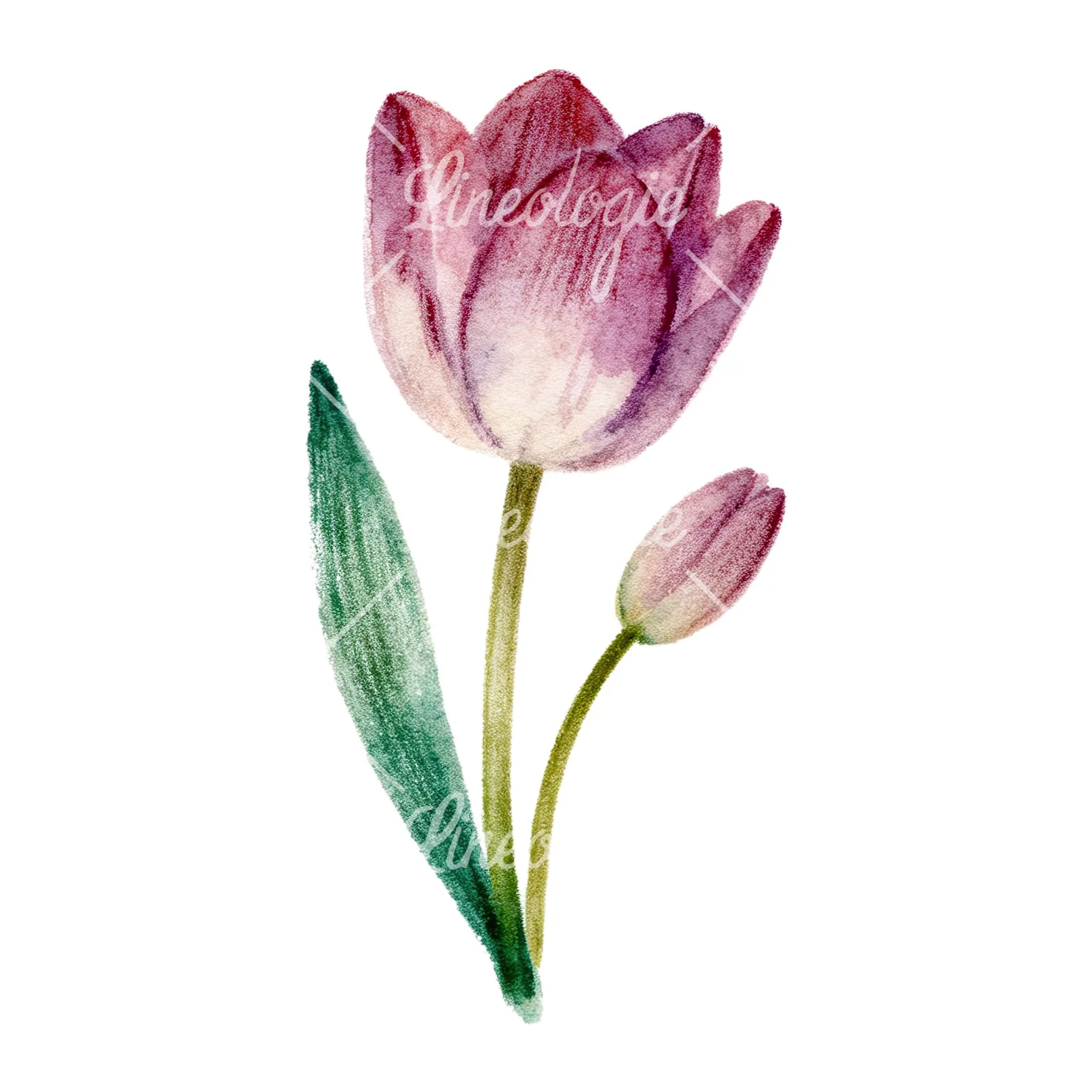 Watercolor Easter flower with pastel tulips clipart 2 of 9 on a white background (JPG)