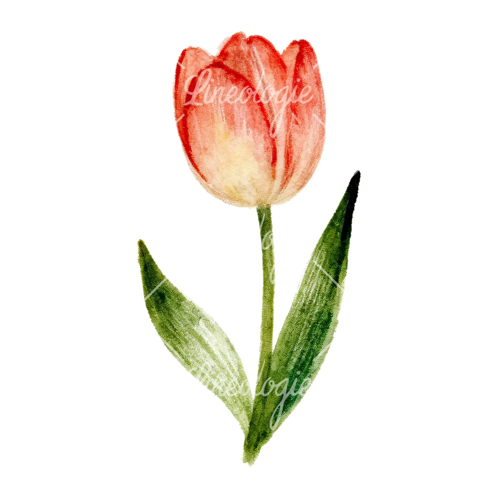 Watercolor Easter flower with pastel tulips clipart 7 of 9 on a white background (JPG)