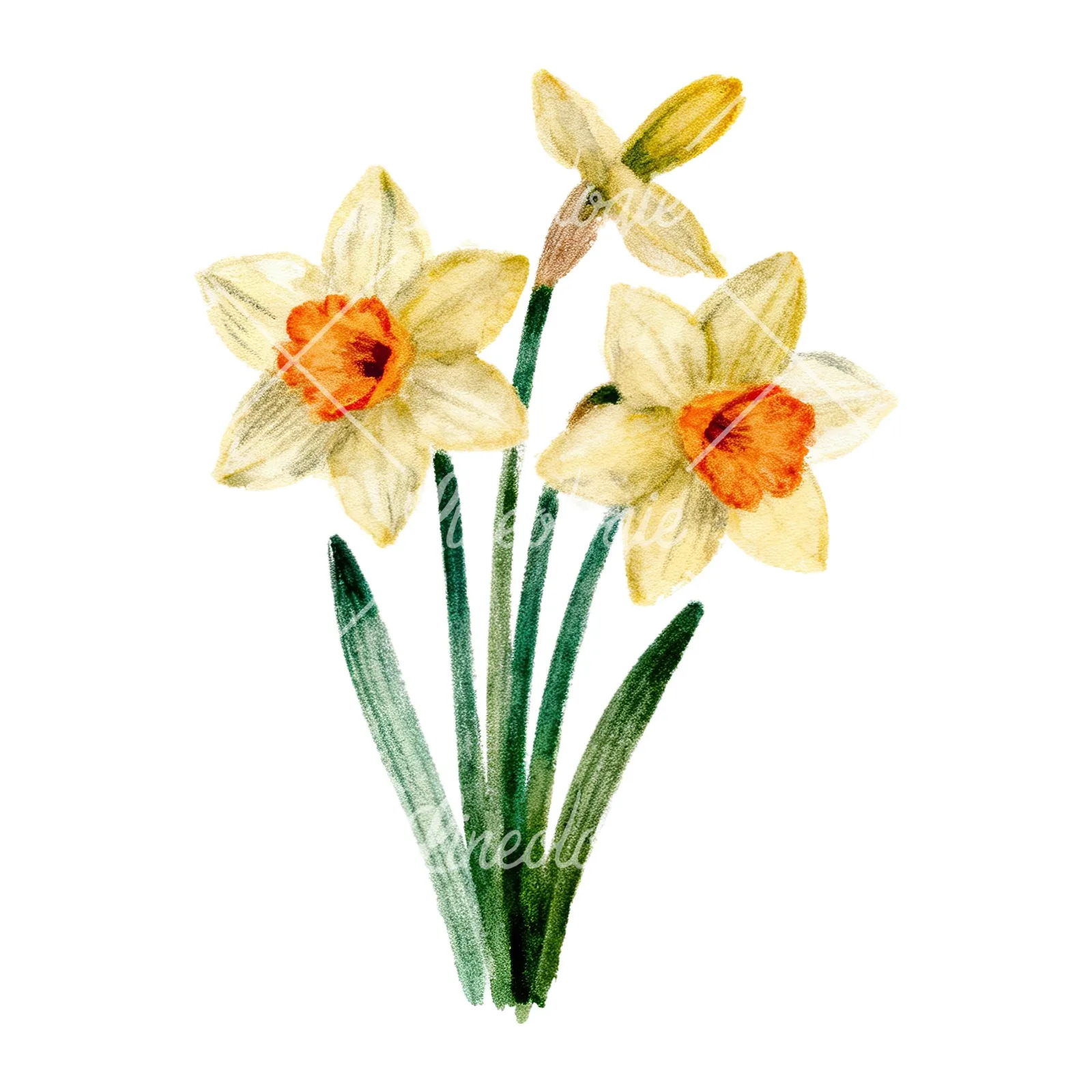 Watercolor Easter flower with pastel tulips clipart 8 of 9 on a white background (JPG)