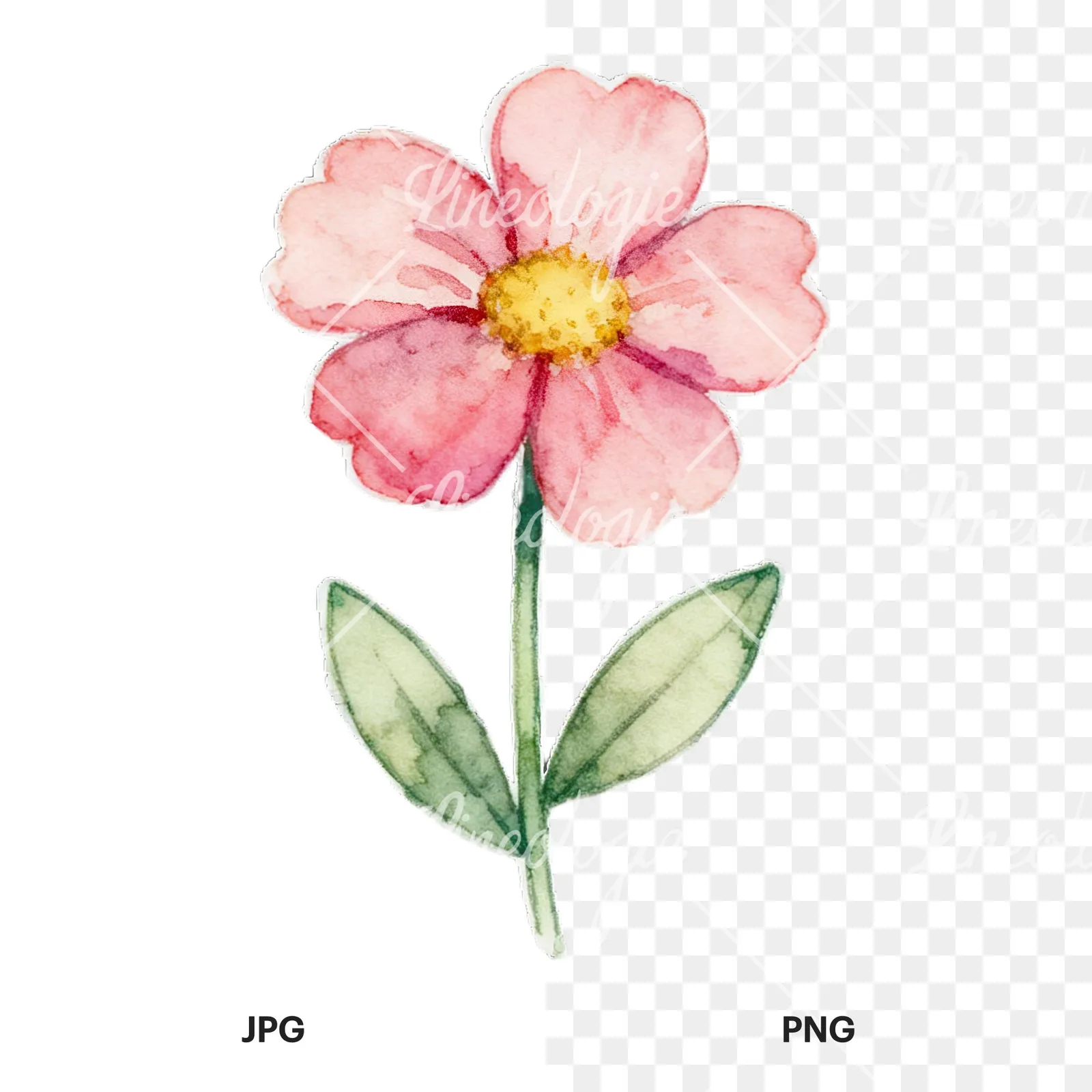 Watercolor Easter flower with hyacinths clipart 1 of 9, as a JPG on white and a transparent PNG