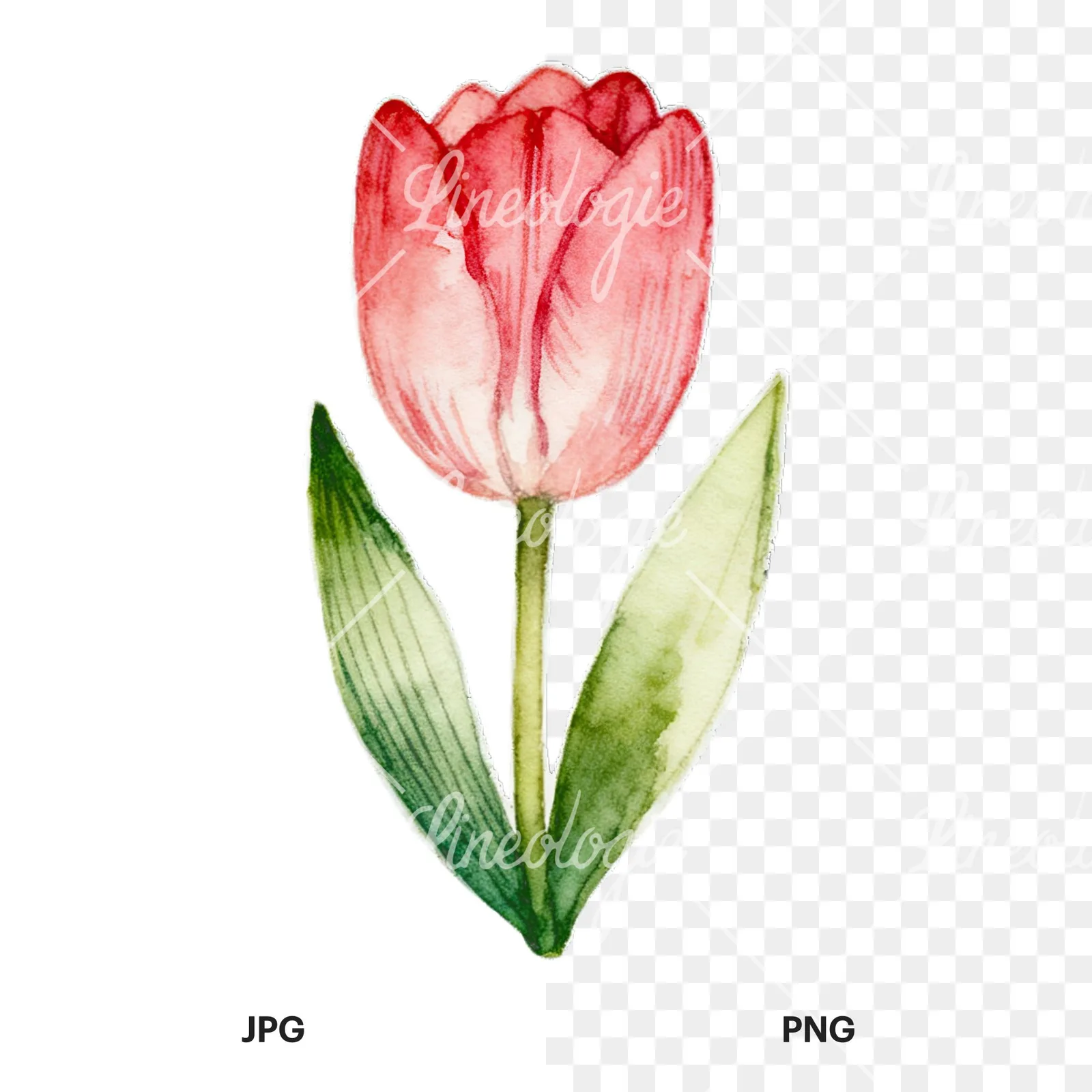 Watercolor Easter flower with hyacinths clipart 3 of 9, as a JPG on white and a transparent PNG