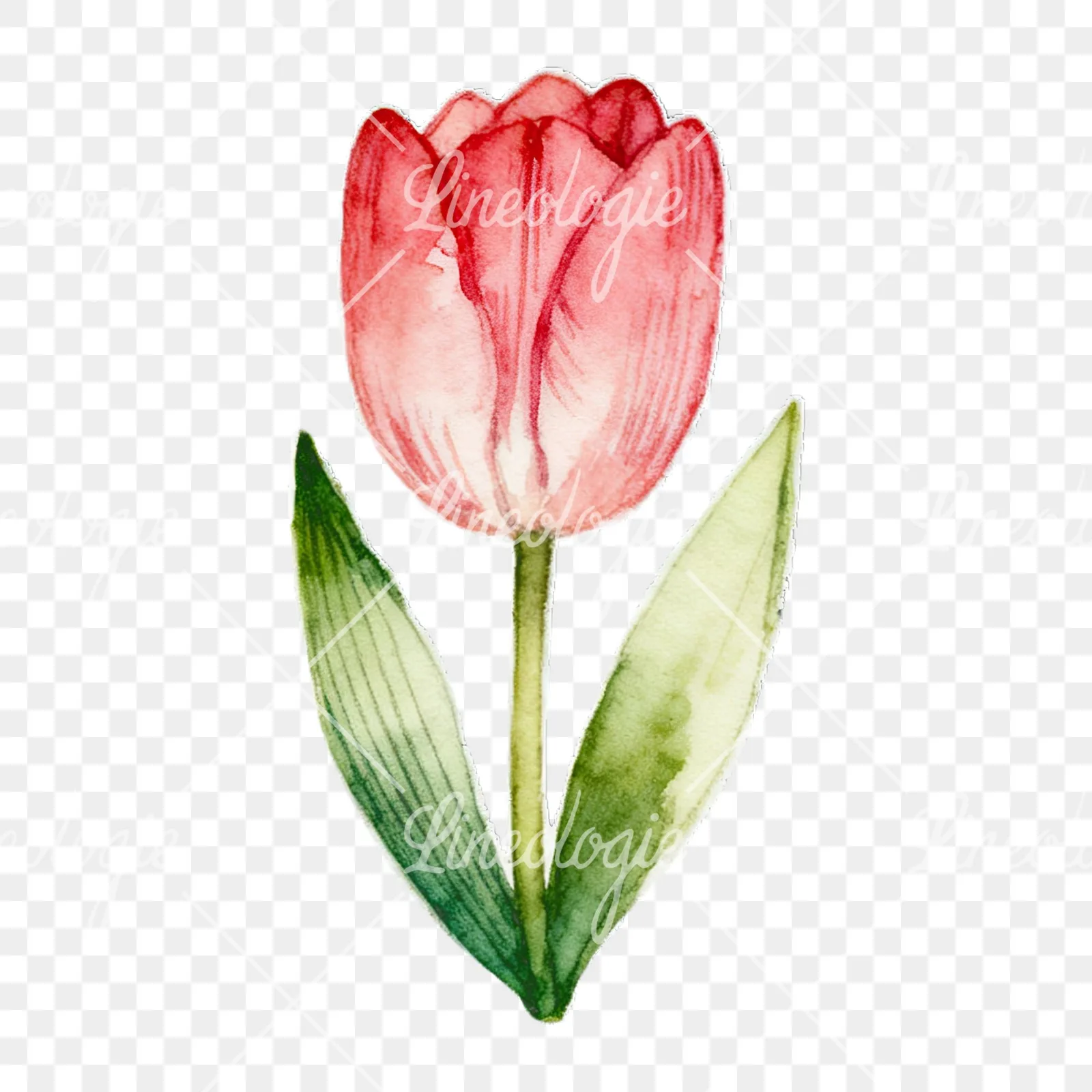 Watercolor Easter flower with hyacinths clipart 3 of 9 on a transparent background (PNG)