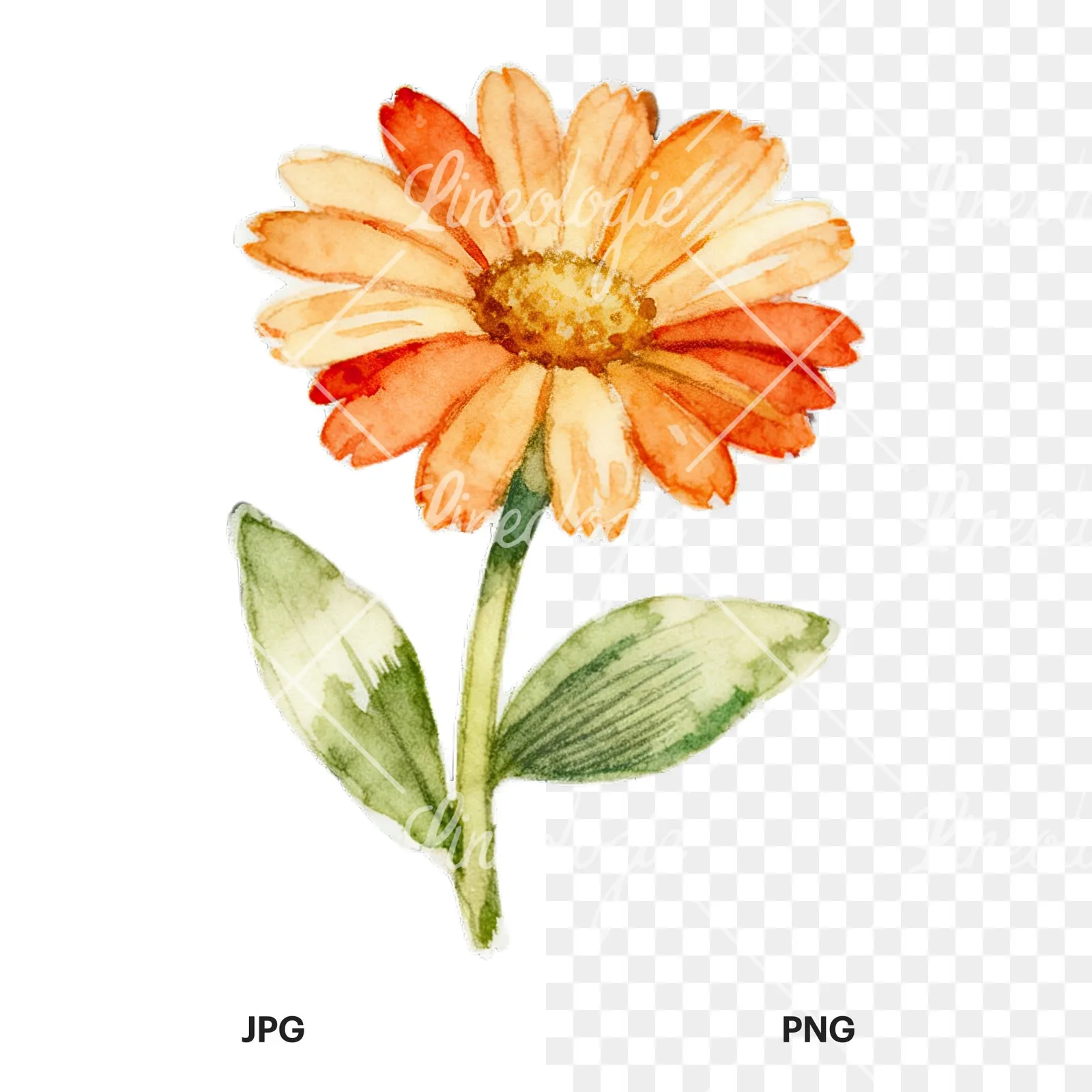 Watercolor Easter flower with hyacinths clipart 4 of 9, as a JPG on white and a transparent PNG
