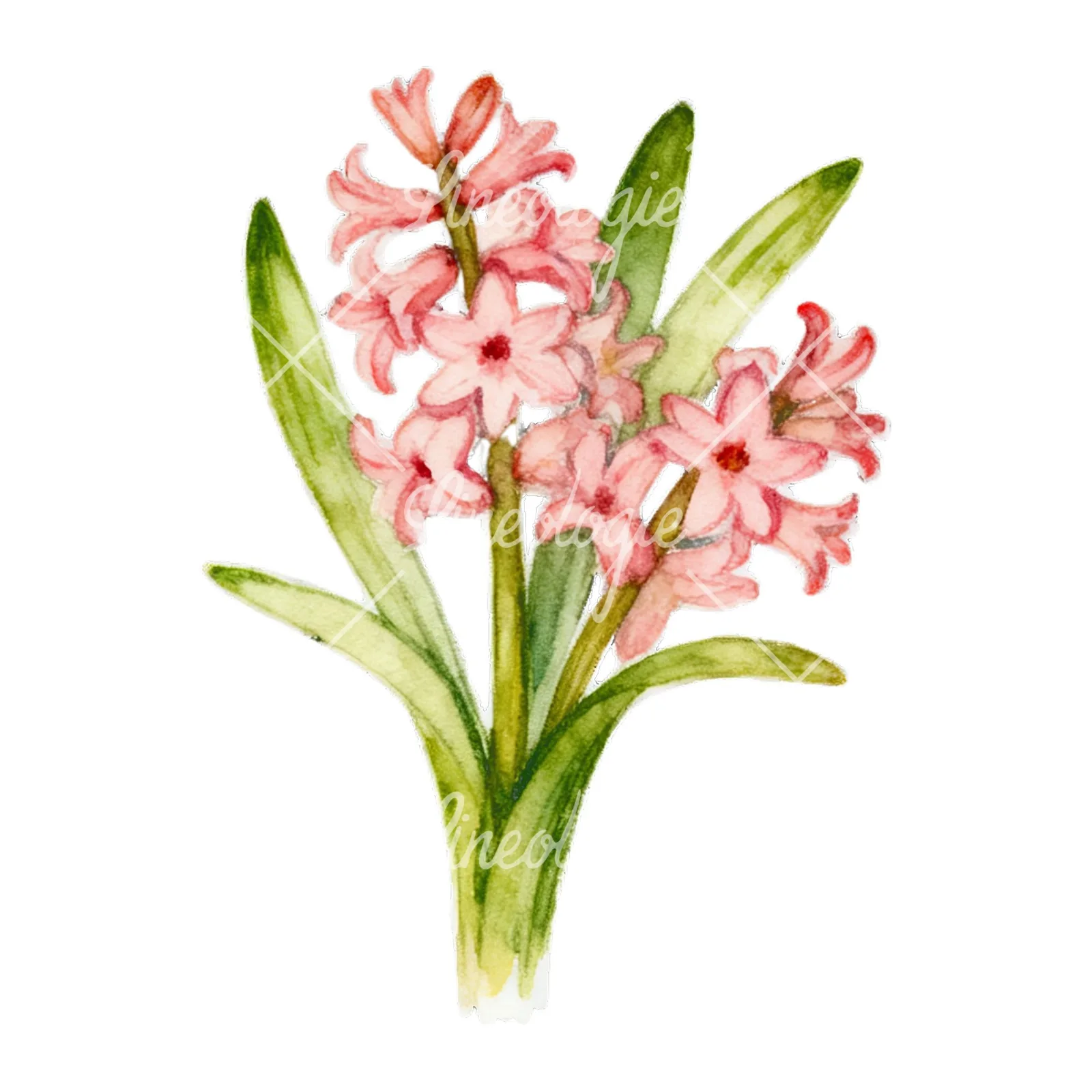 Watercolor Easter flower with hyacinths clipart 5 of 9 on a white background (JPG)