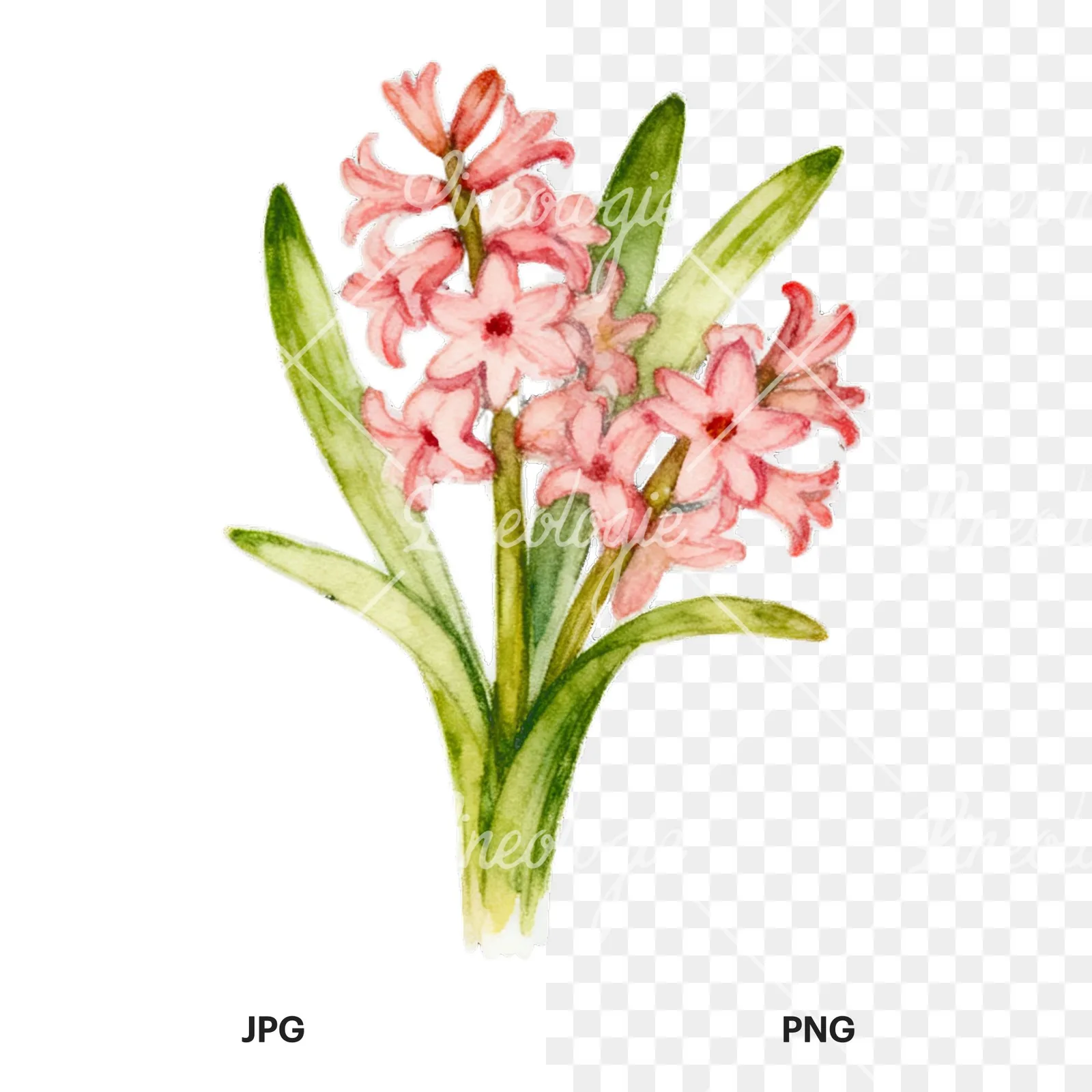 Watercolor Easter flower with hyacinths clipart 5 of 9, as a JPG on white and a transparent PNG