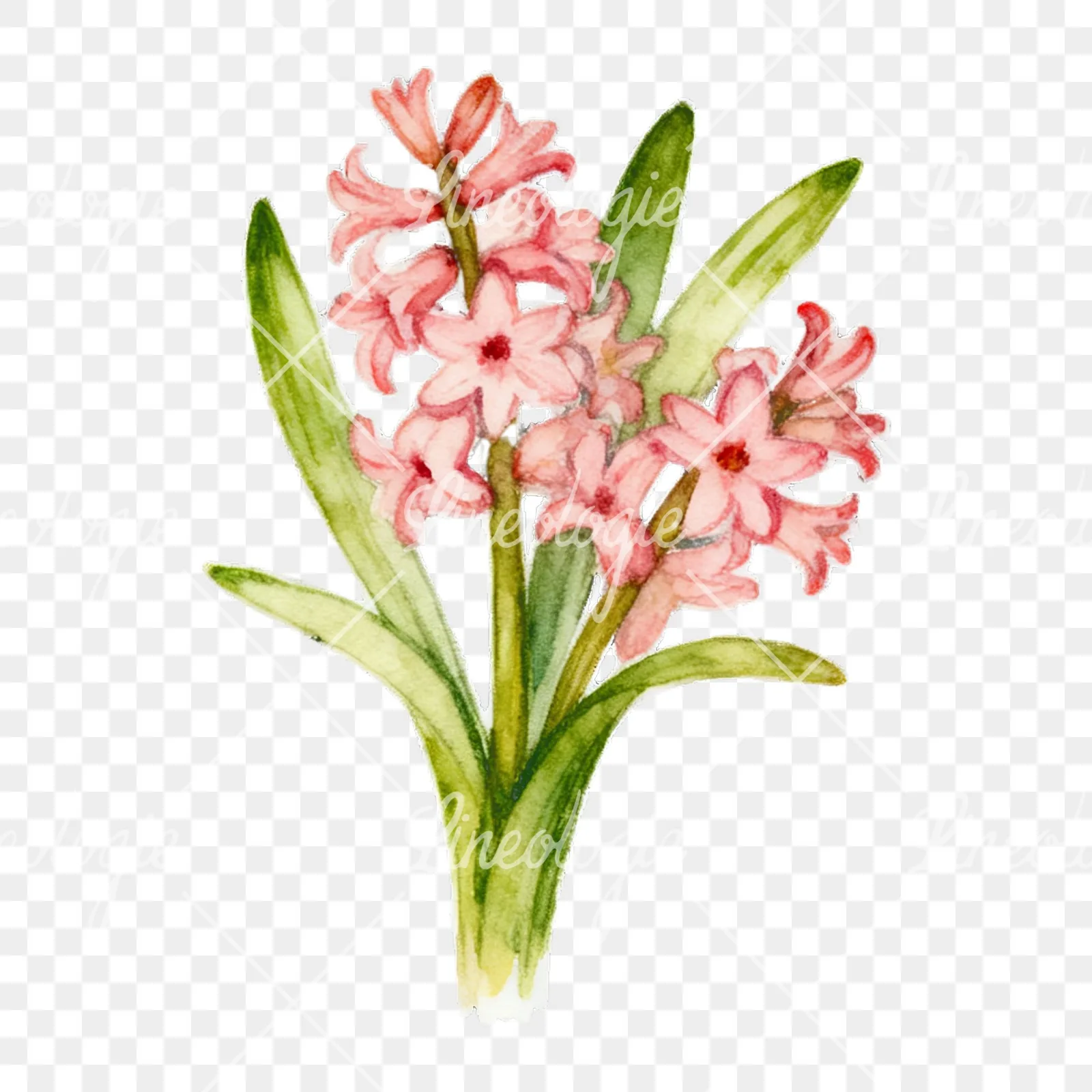Watercolor Easter flower with hyacinths clipart 5 of 9 on a transparent background (PNG)