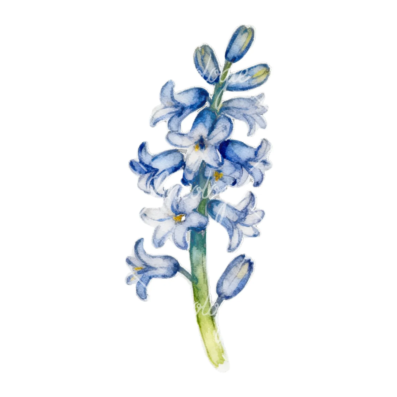 Watercolor Easter flower with hyacinths clipart 6 of 9 on a white background (JPG)