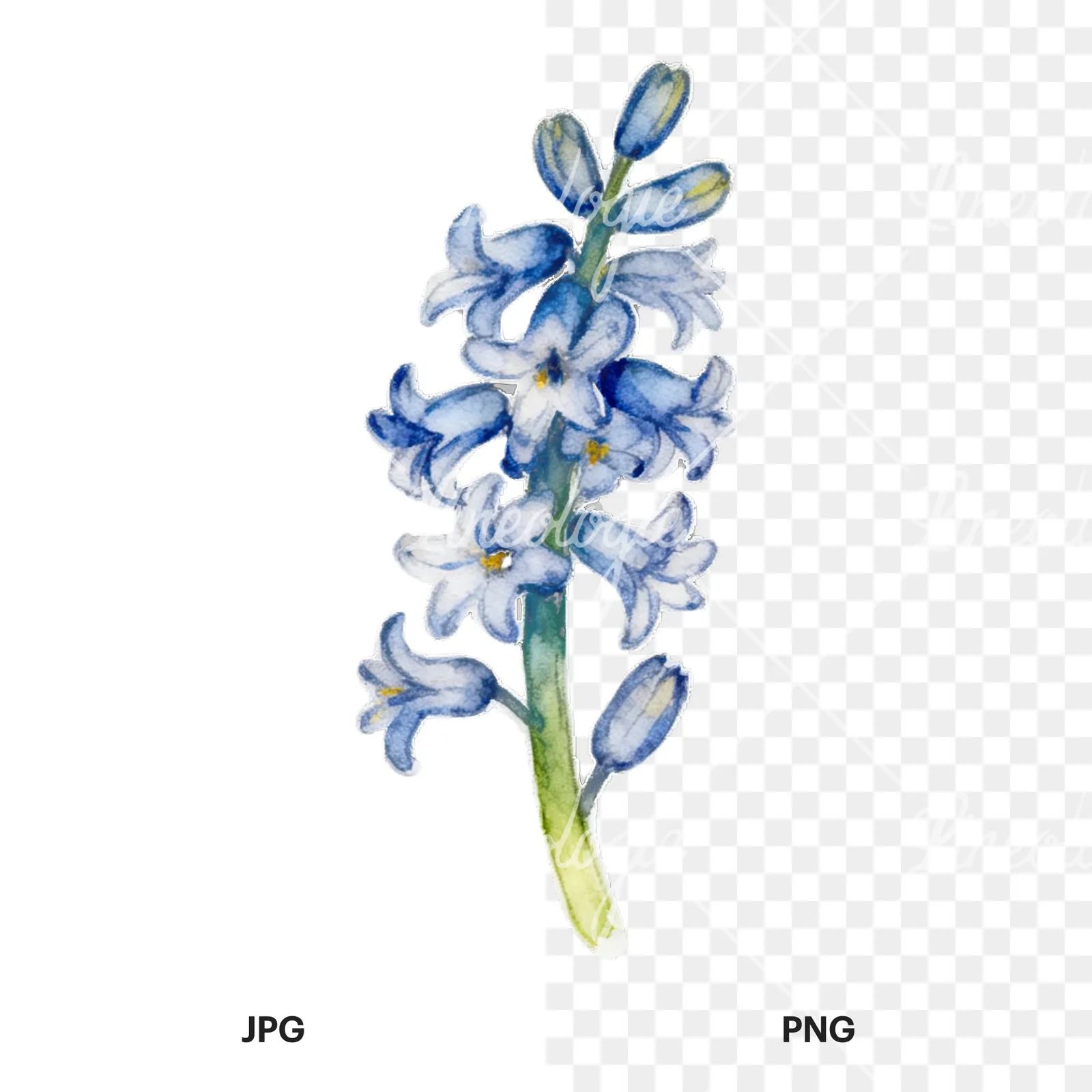 Watercolor Easter flower with hyacinths clipart 6 of 9, as a JPG on white and a transparent PNG