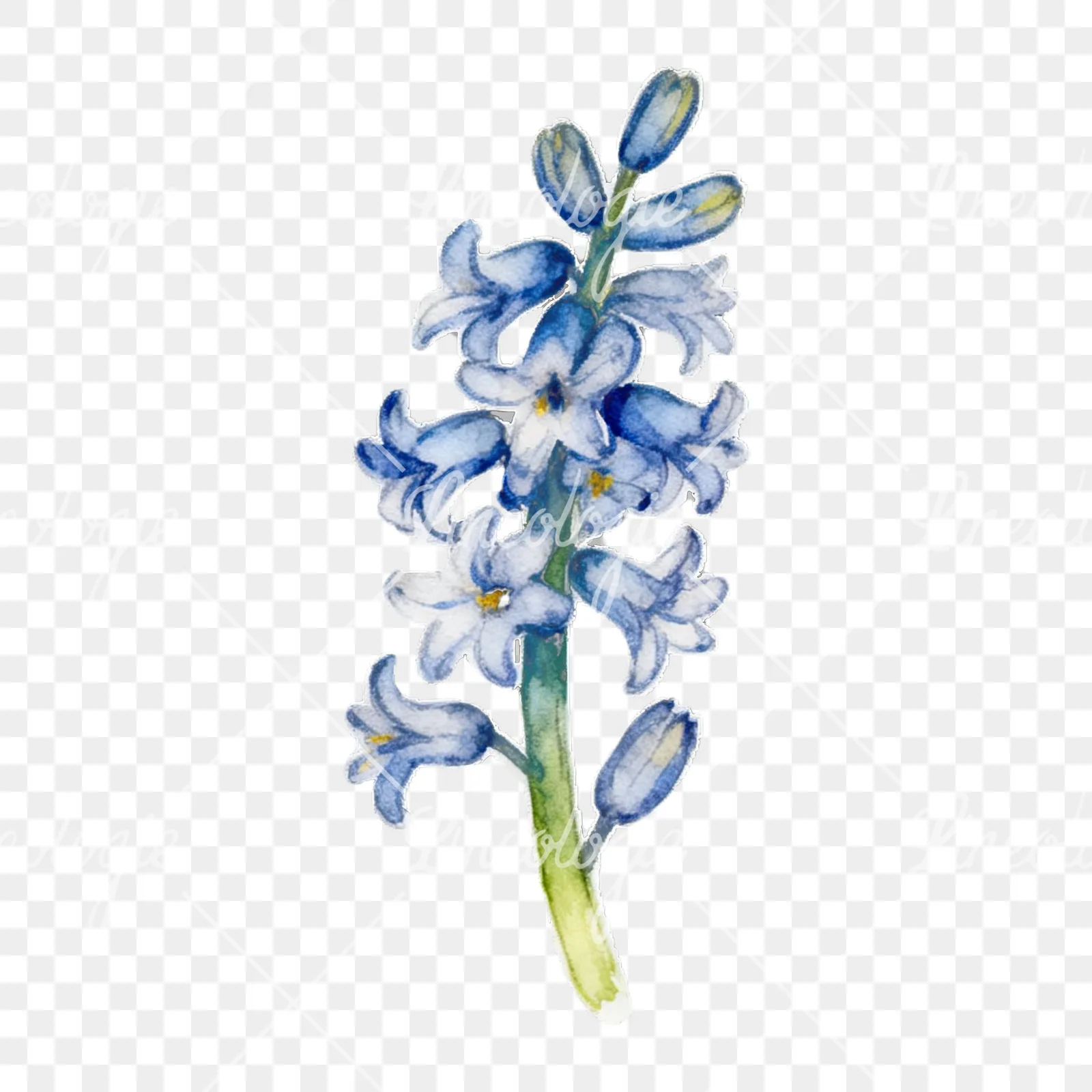 Watercolor Easter flower with hyacinths clipart 6 of 9 on a transparent background (PNG)