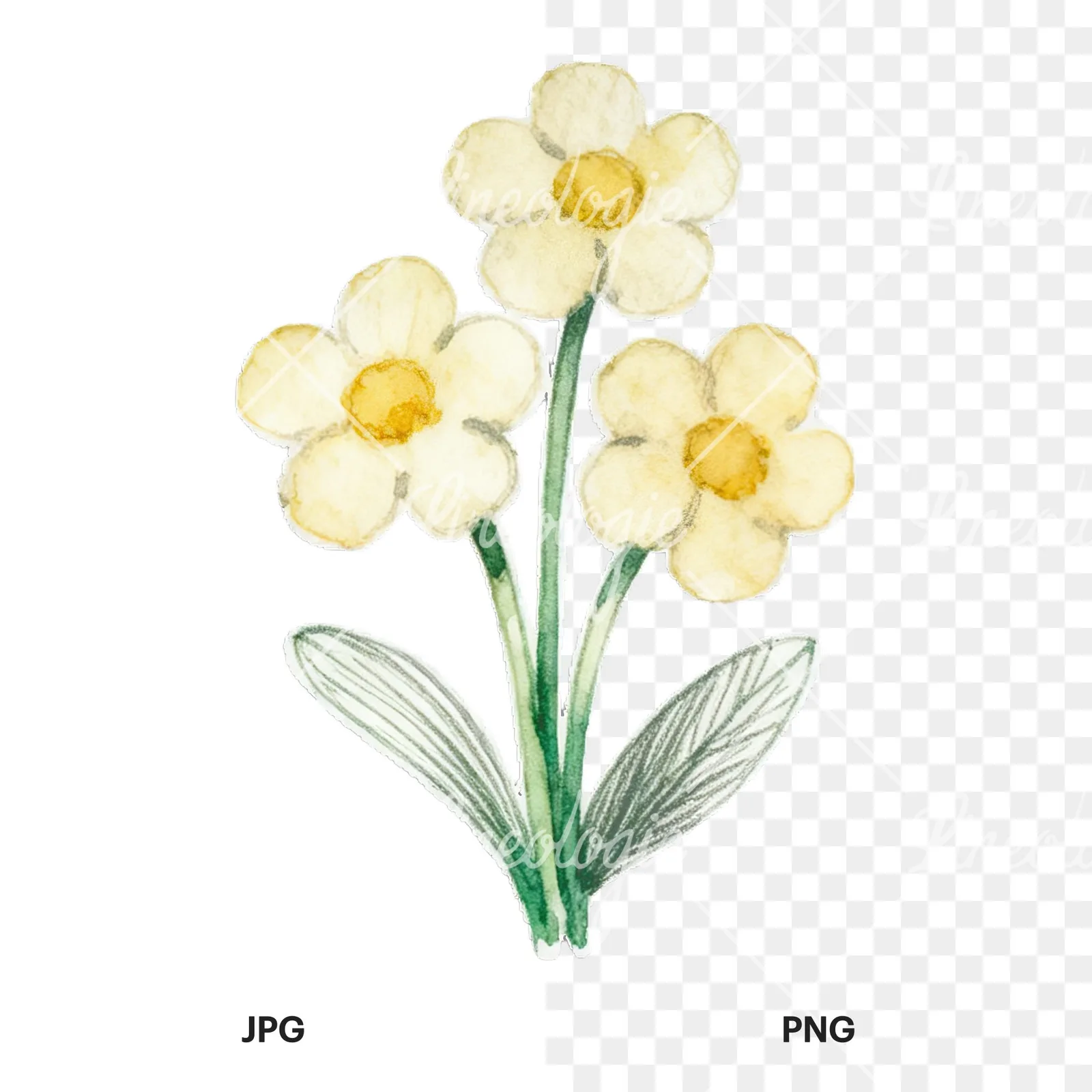 Watercolor Easter flower with hyacinths clipart 7 of 9, as a JPG on white and a transparent PNG