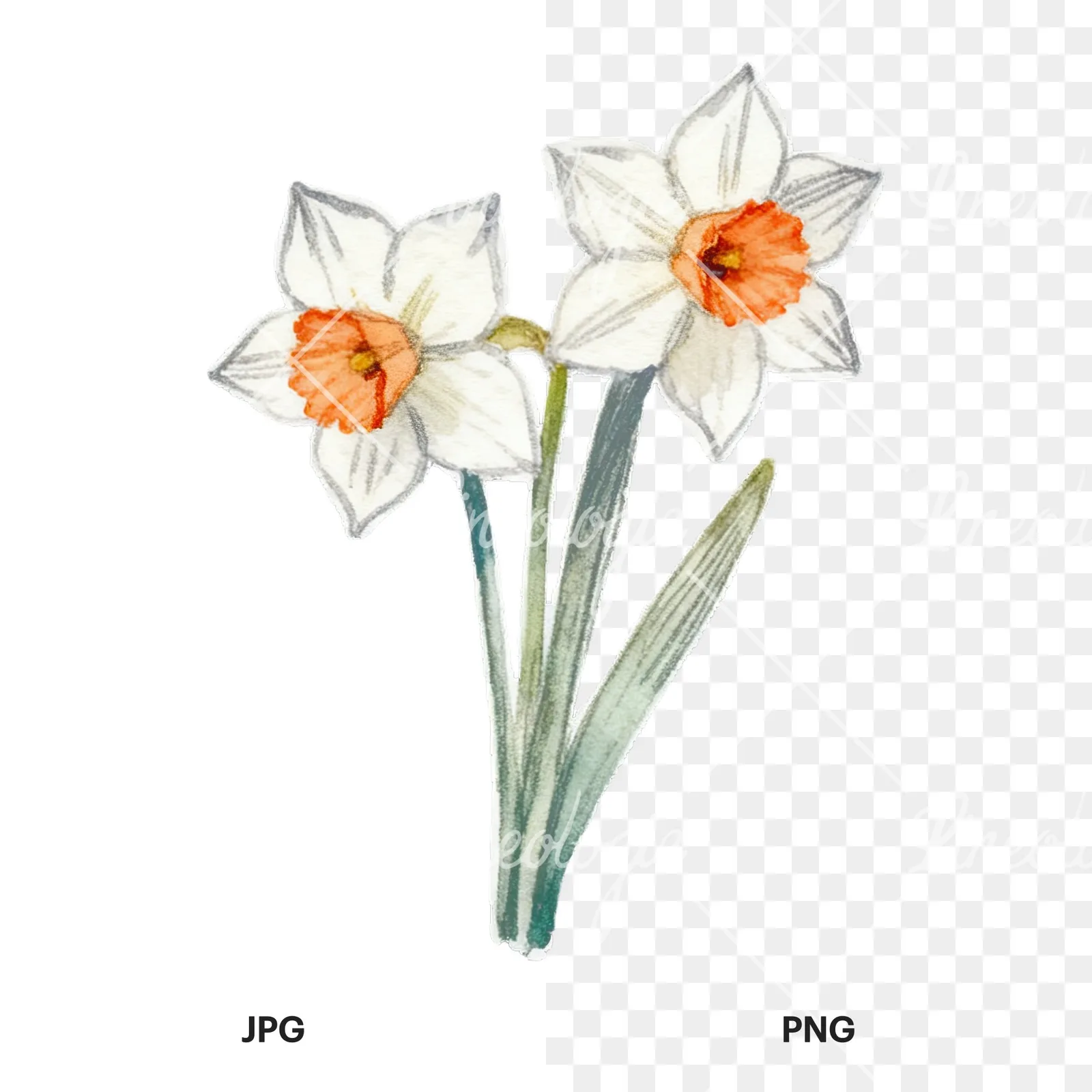 Watercolor Easter flower with hyacinths clipart 8 of 9, as a JPG on white and a transparent PNG