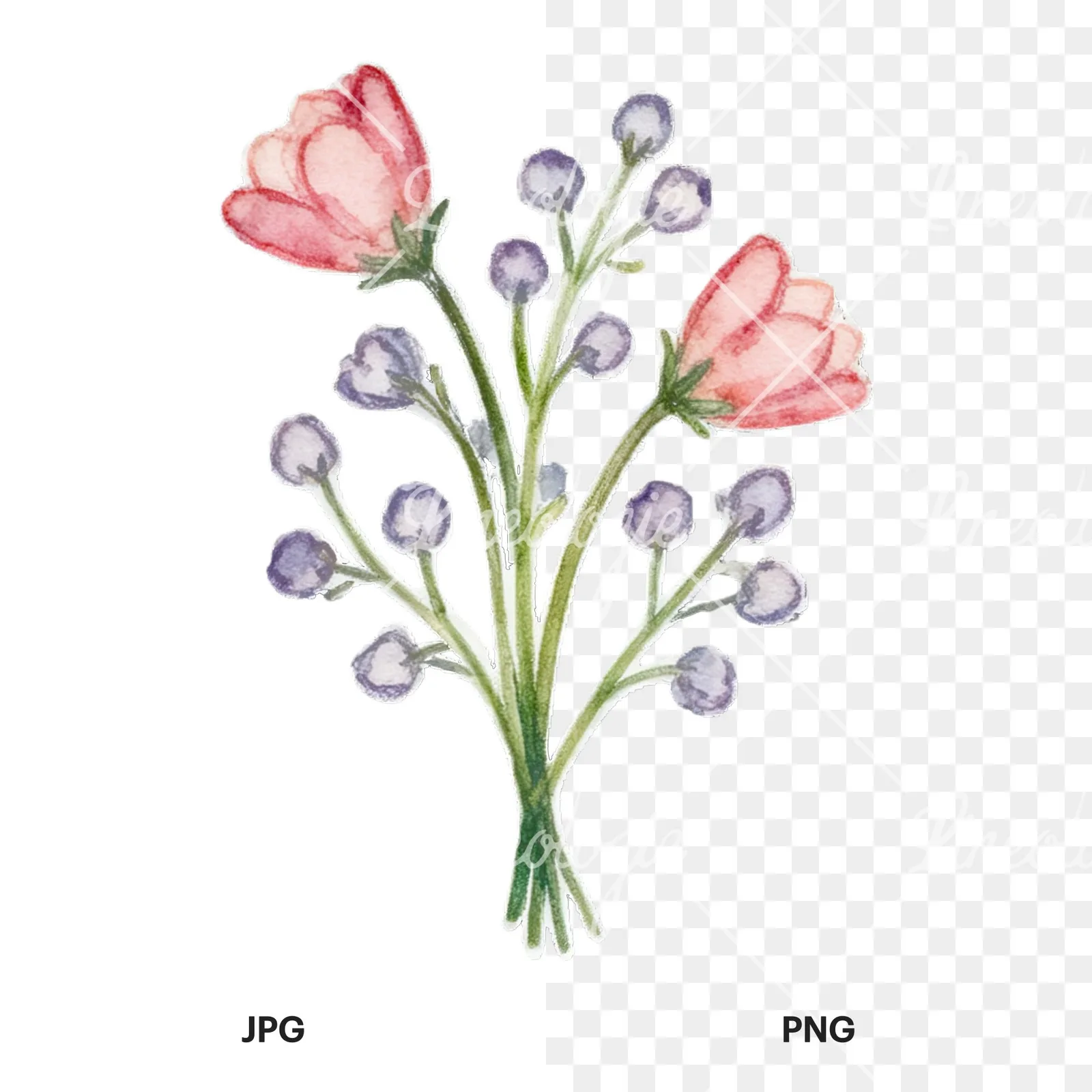 Watercolor Easter flower with hyacinths clipart 9 of 9, as a JPG on white and a transparent PNG