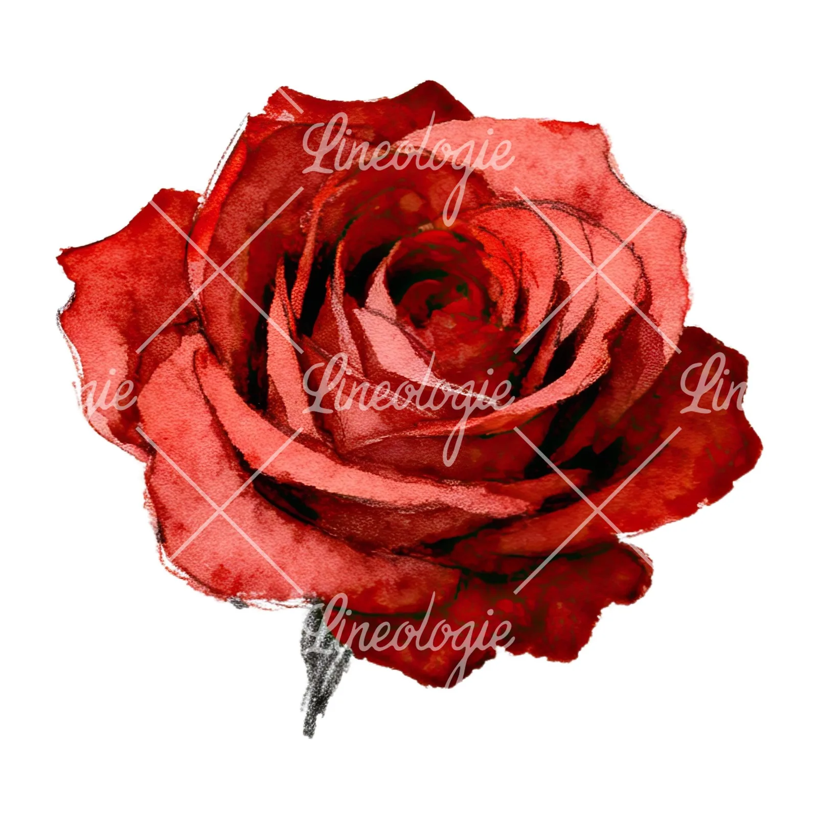 Watercolor red and pink rose with stems clipart 1 of 10 on a white background (JPG)